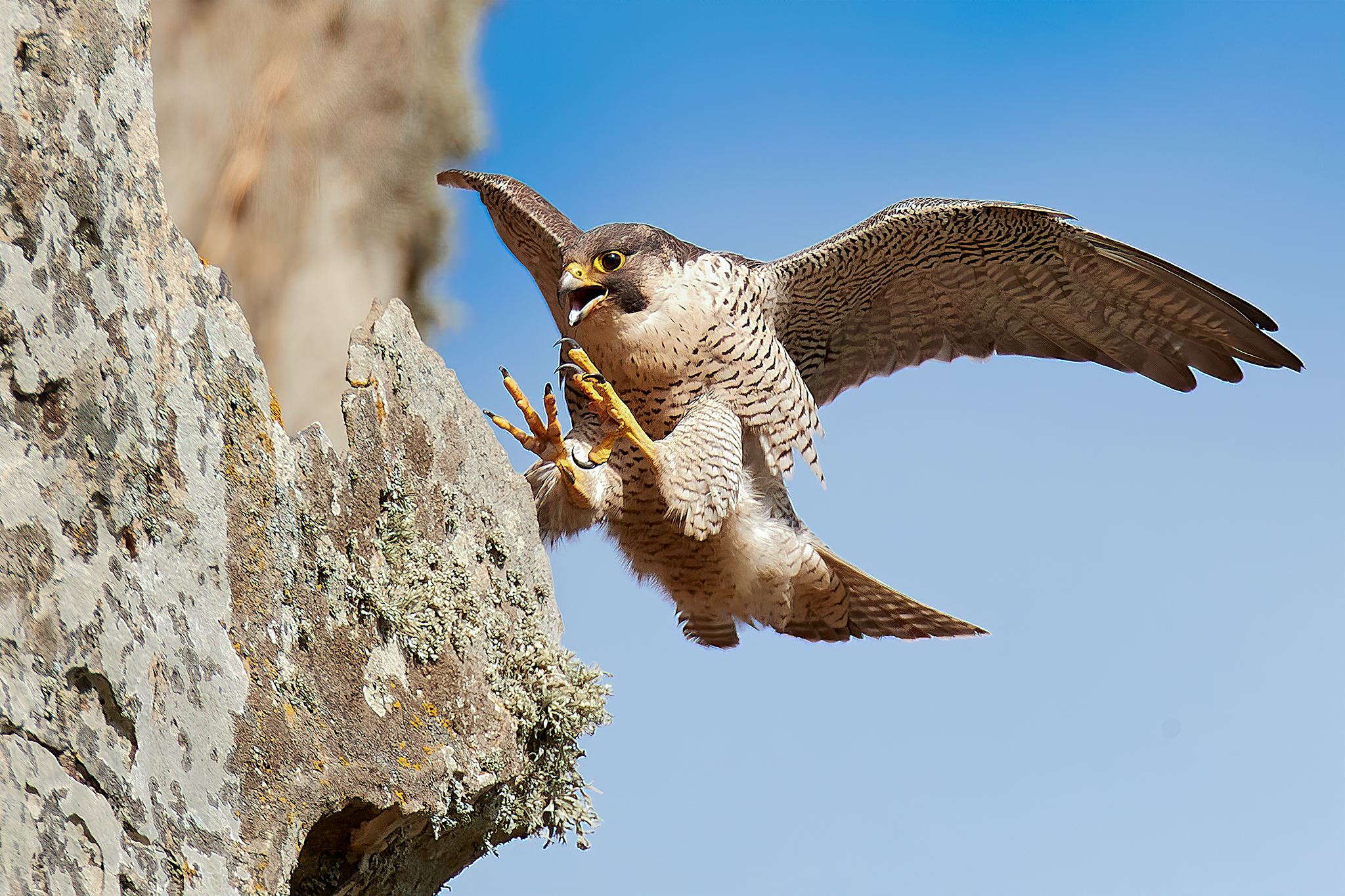 peregrine