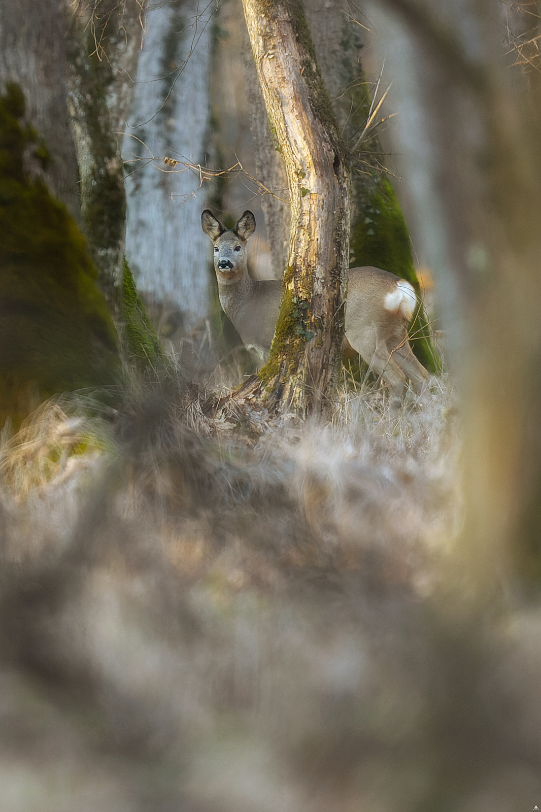 Roe deer