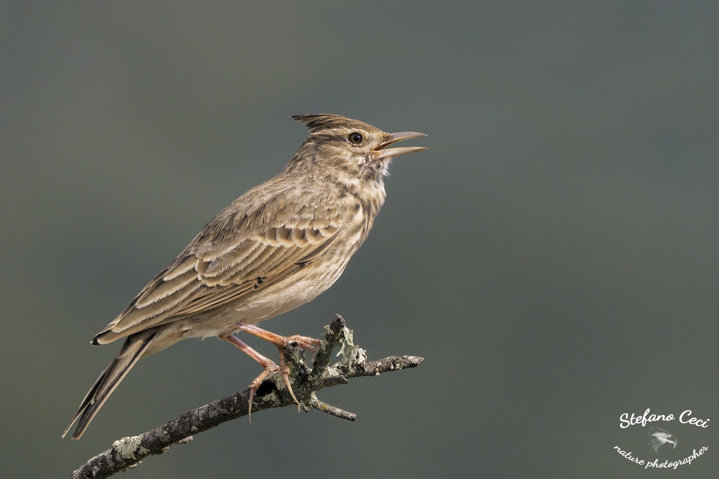 Crested lark