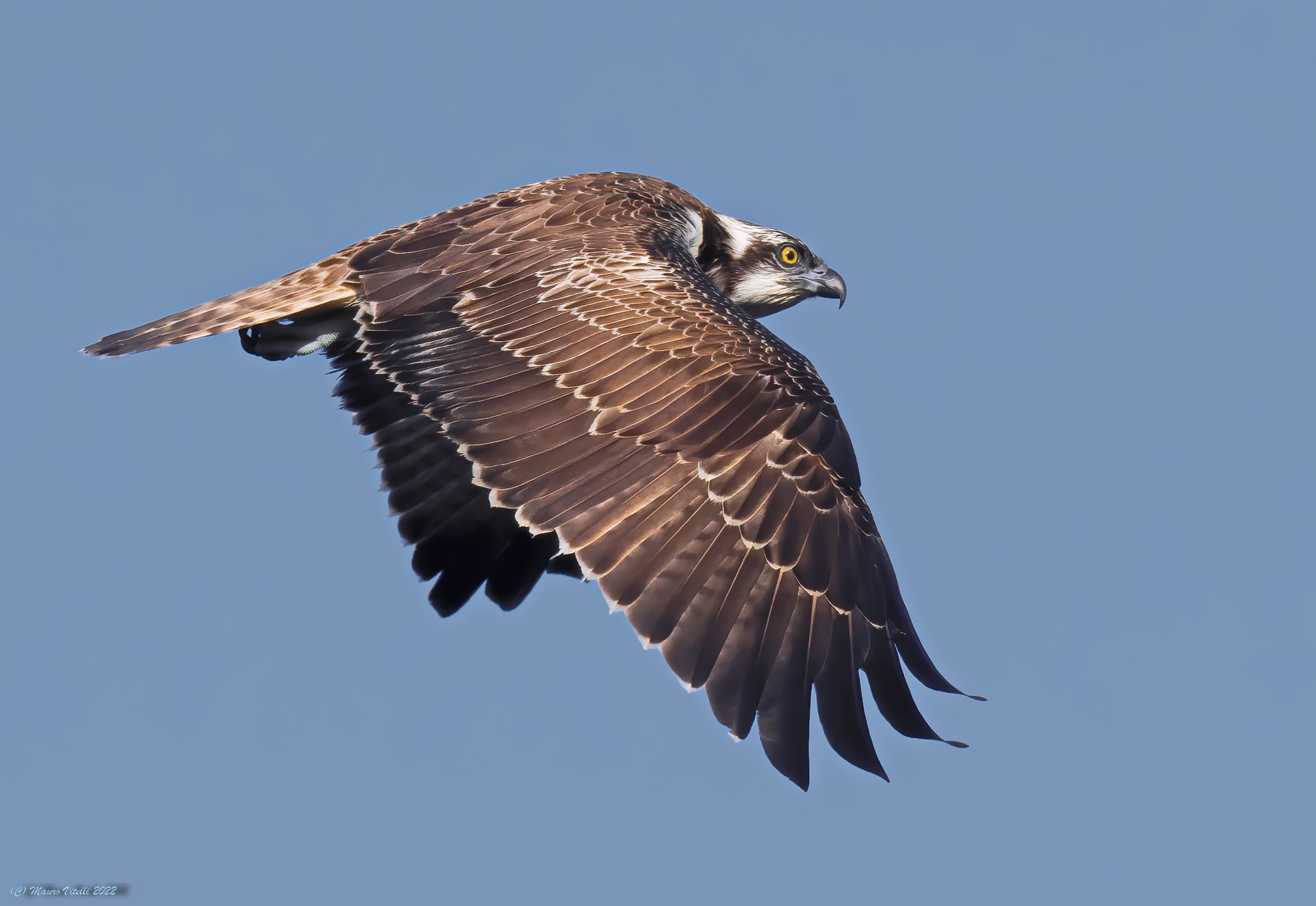 Osprey (Pandion haliaetus)