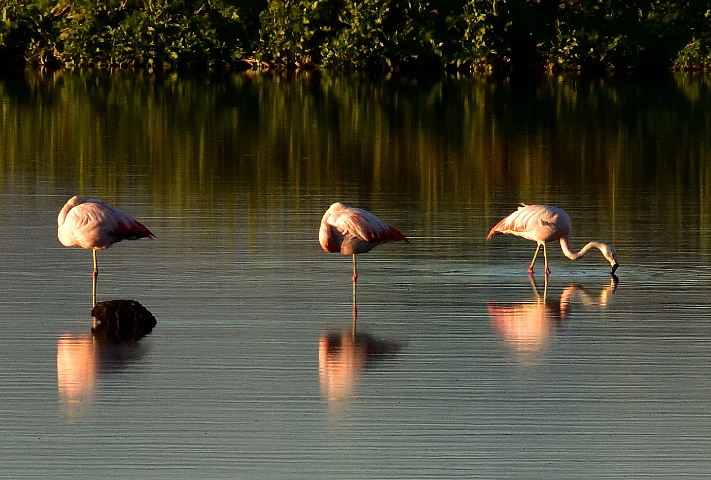 Calafate - Laguna di Nimez - Argentina
