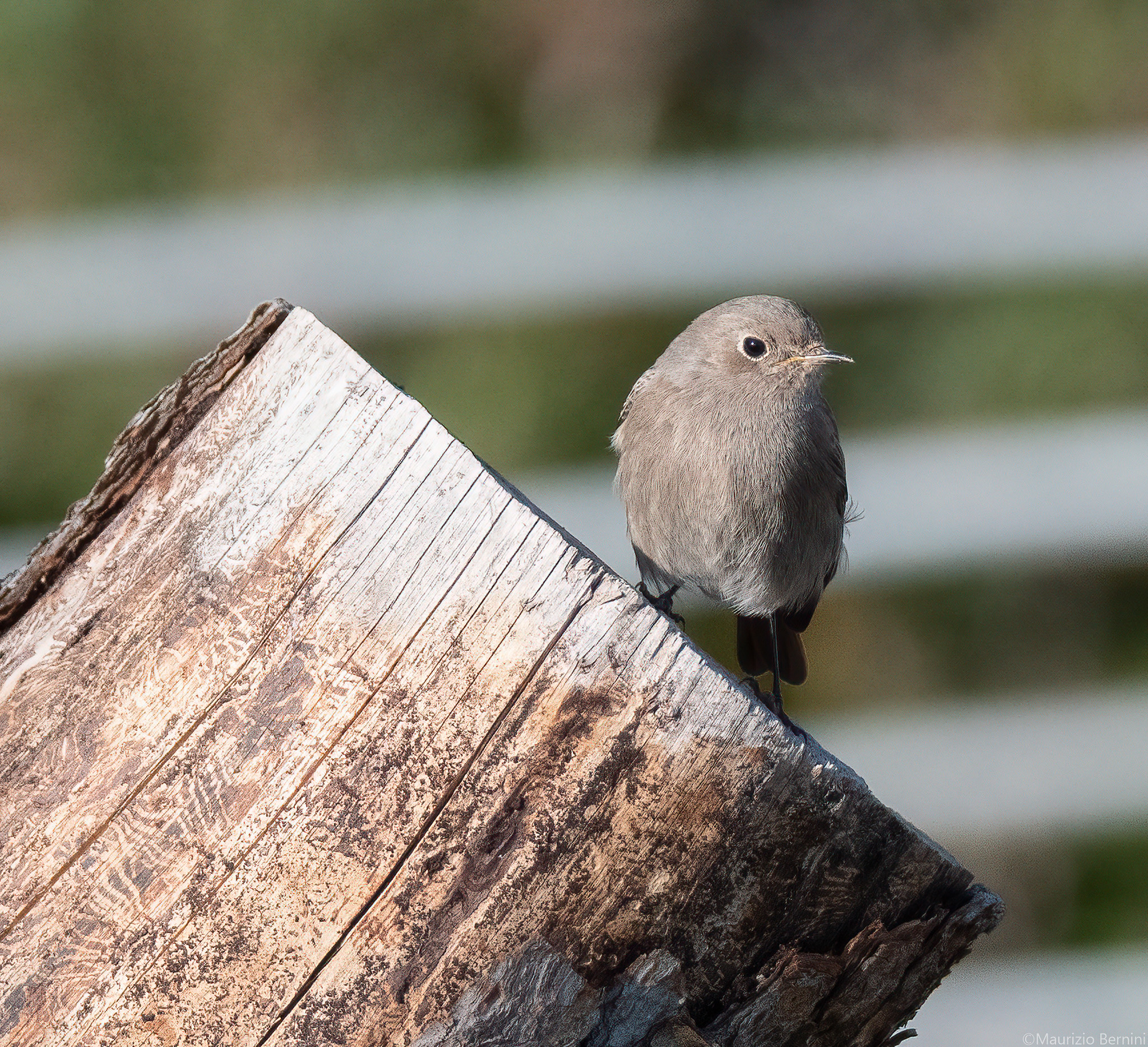 Redstart Female