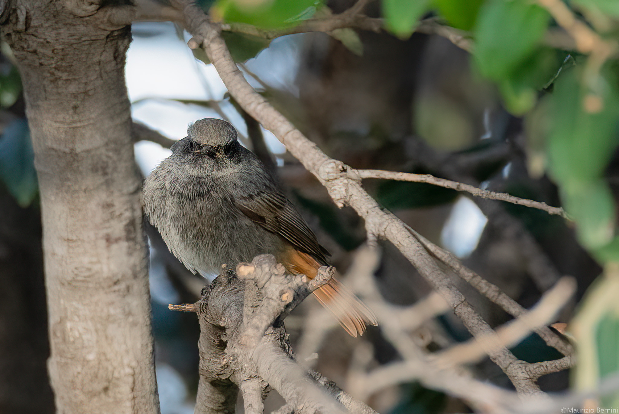 Redstart