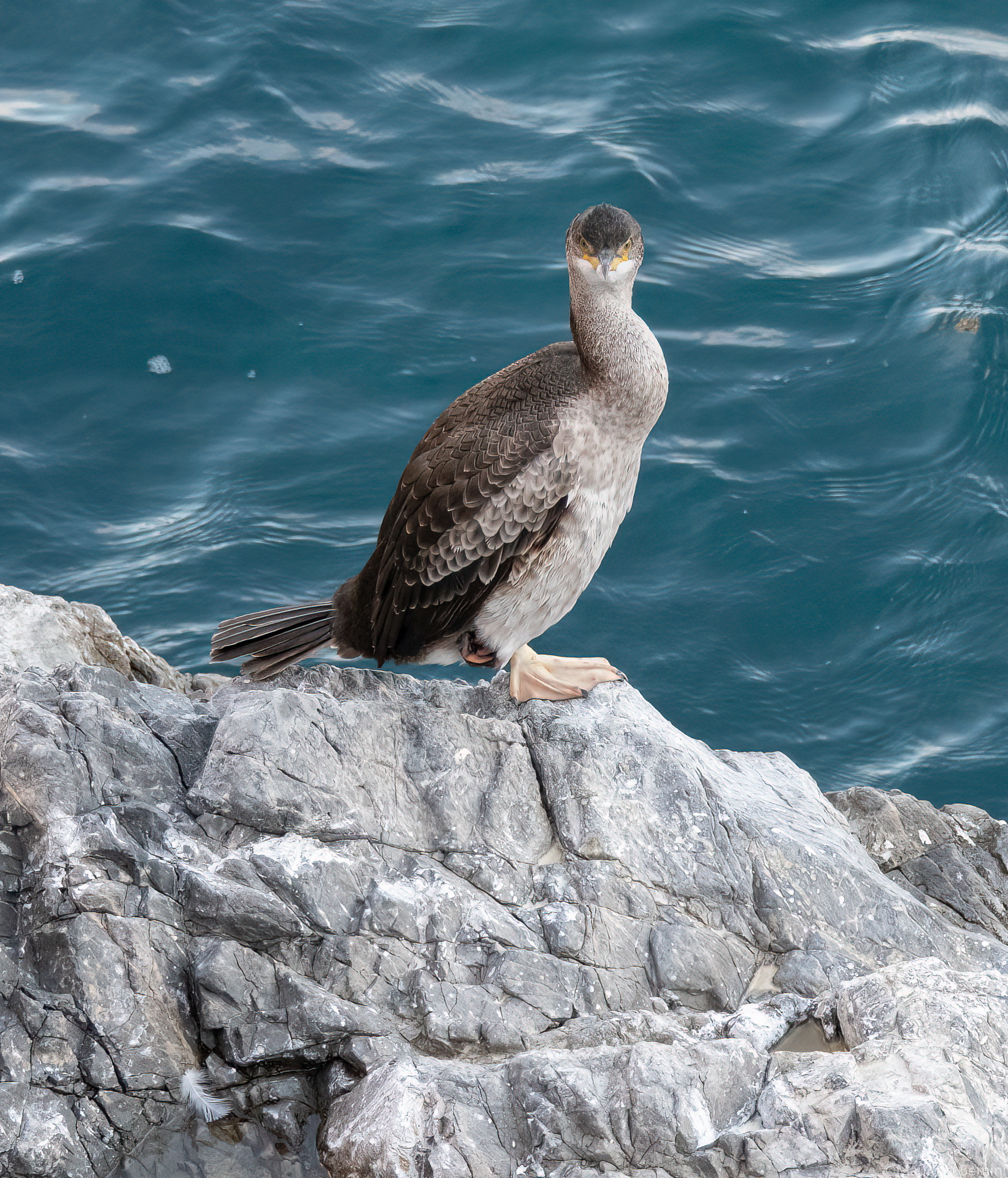 Cormorant