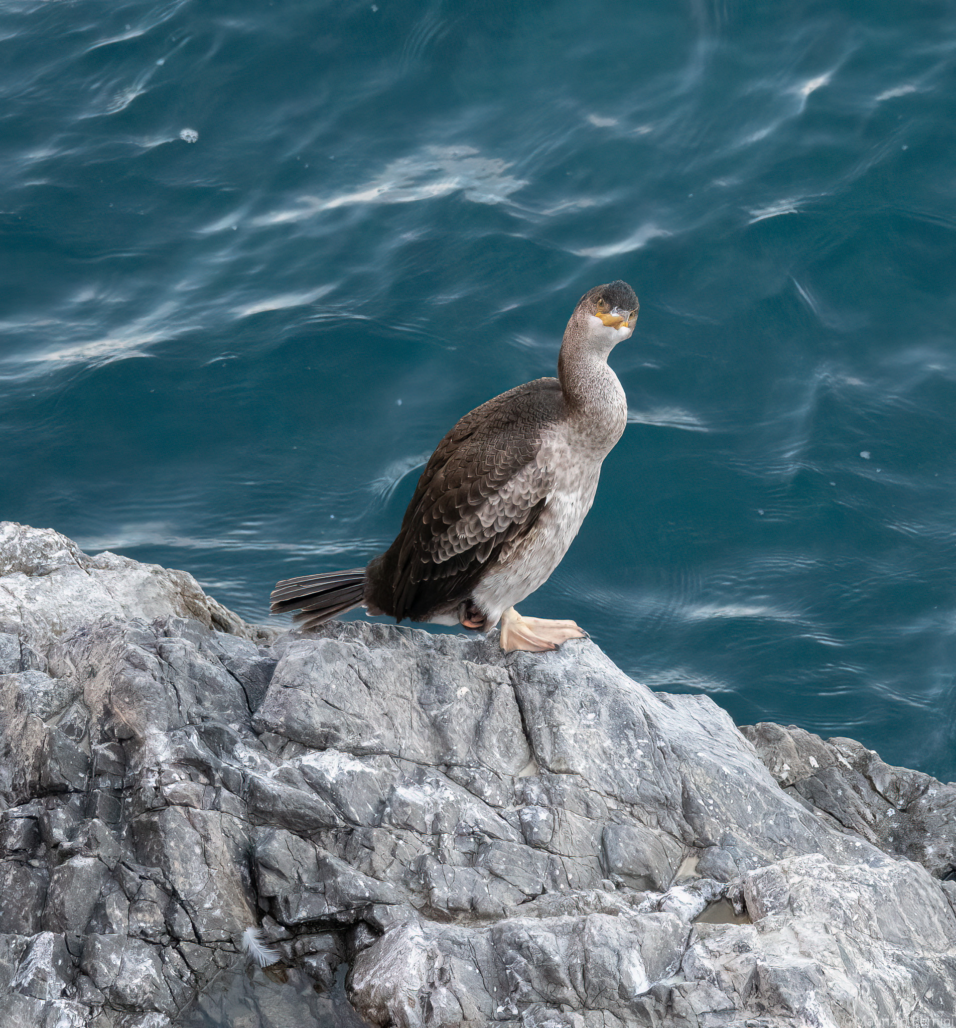 Cormorant