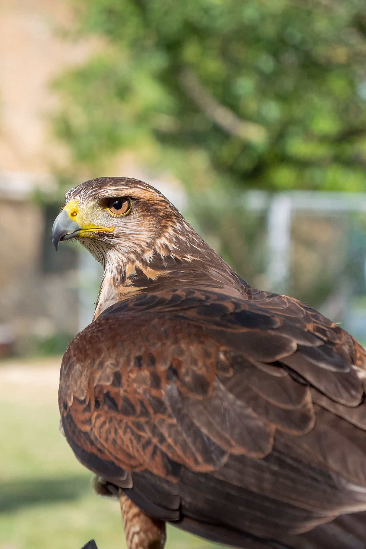 Rapace