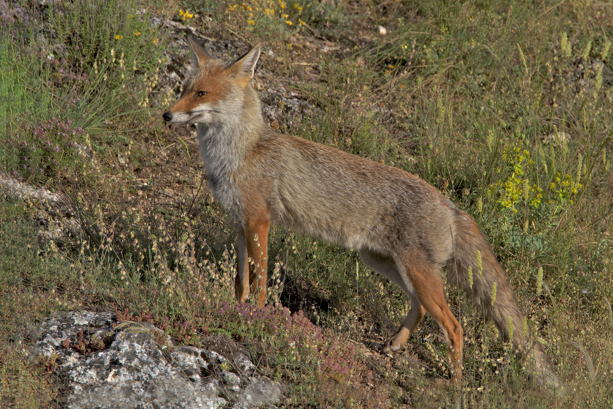 Volpe abruzzese