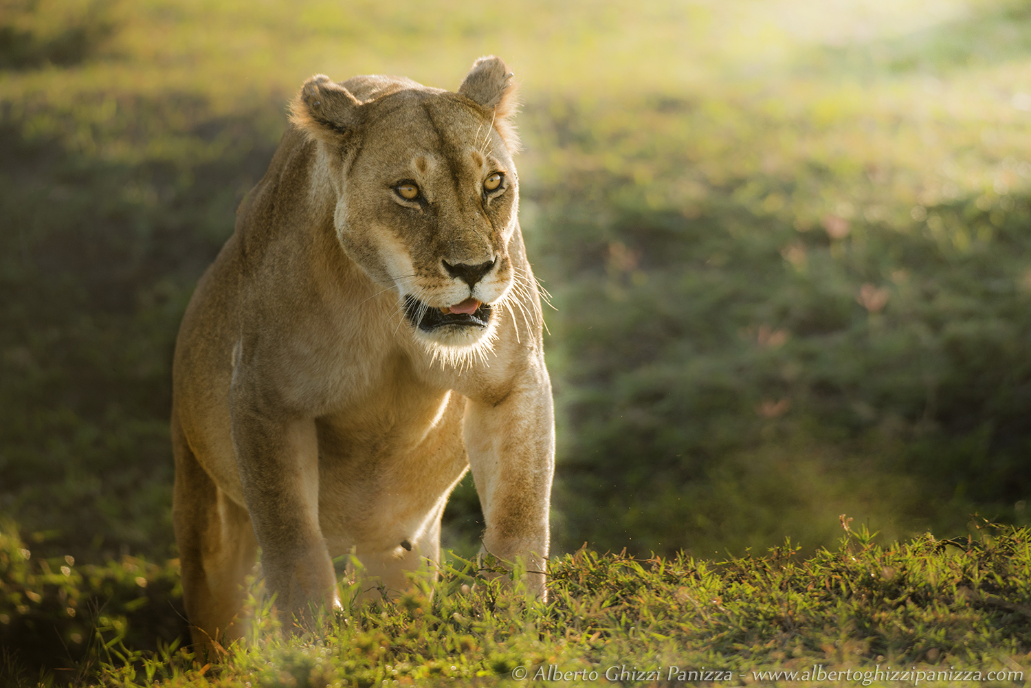 Advance of a lioness