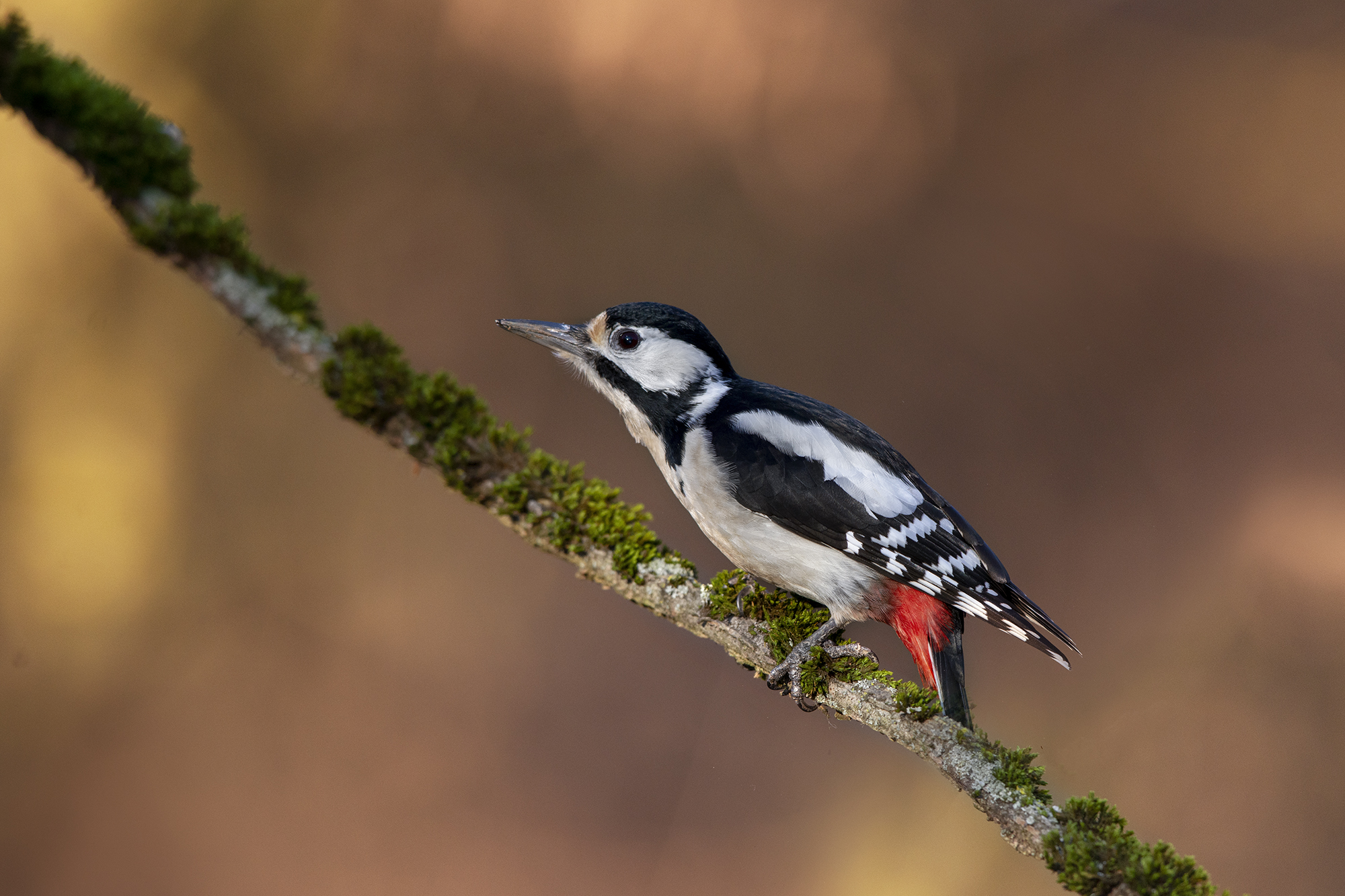 Picchio rosso maggiore femmina