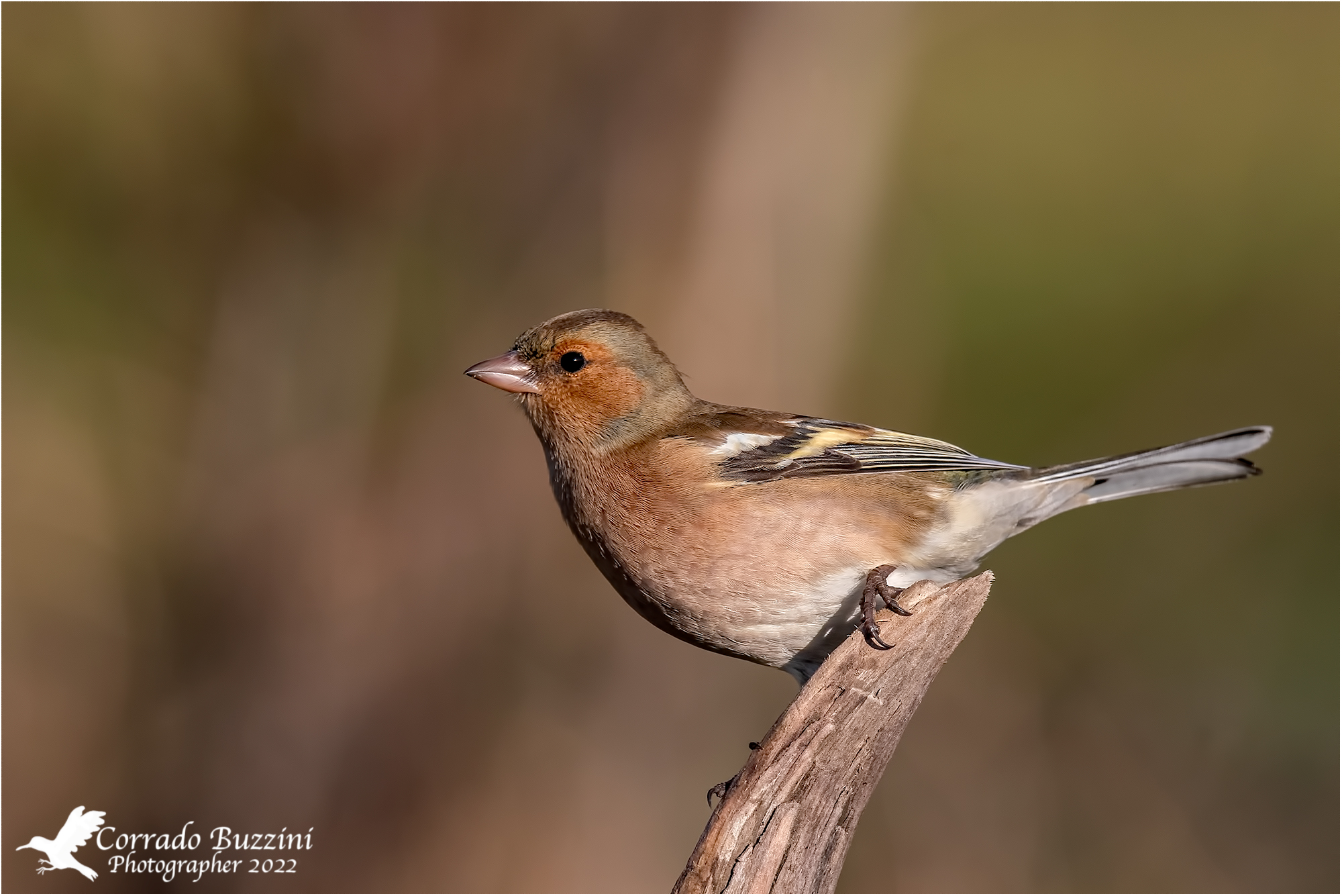 Chaffinch