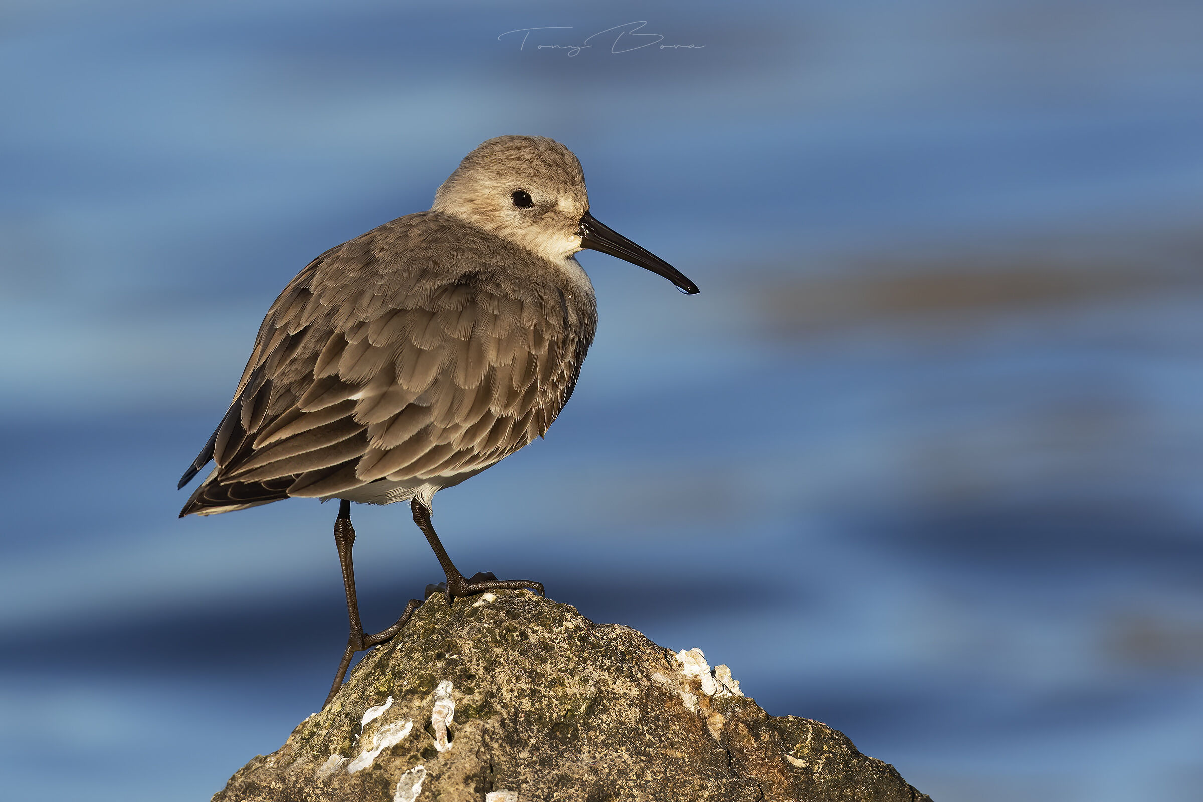 Dunlin