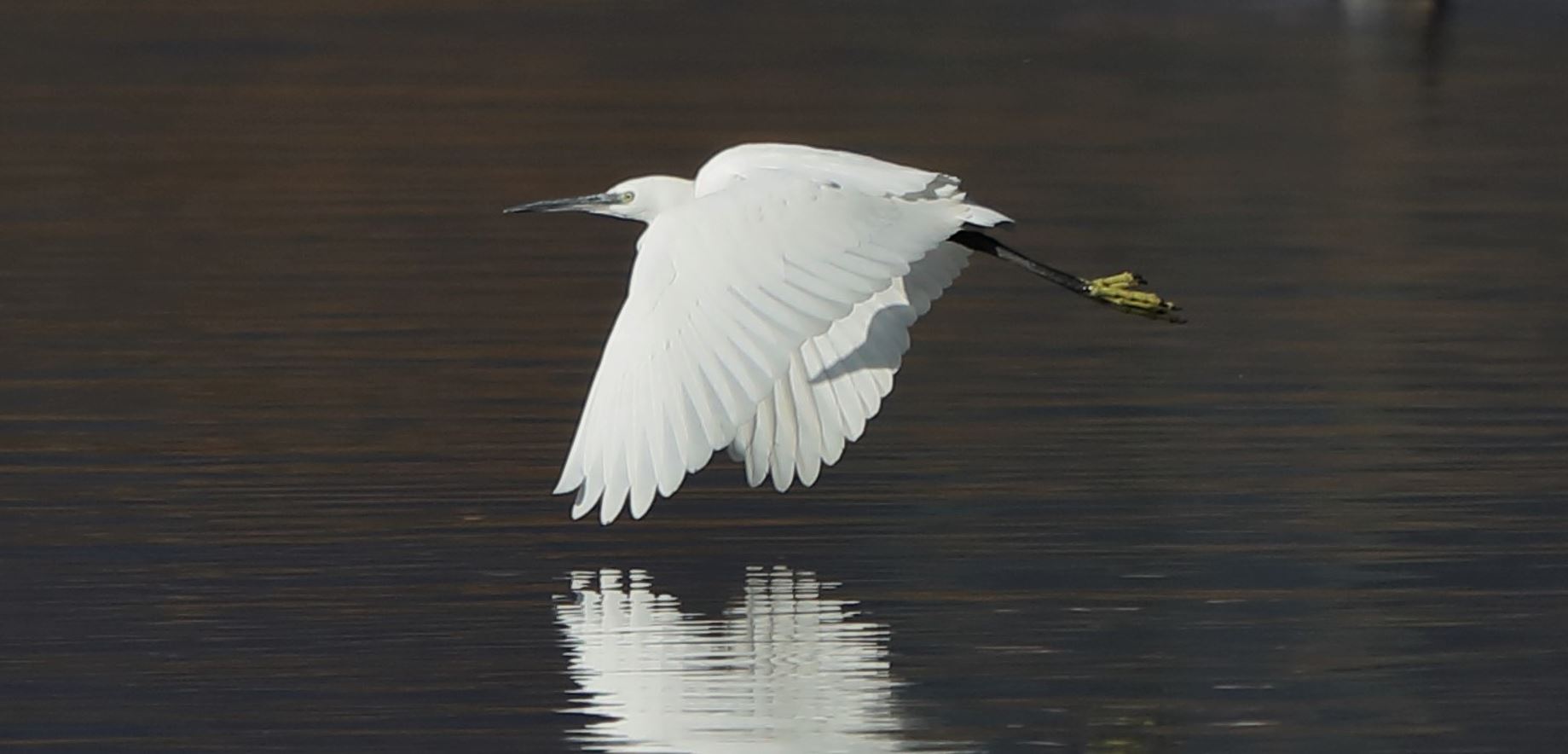 egret