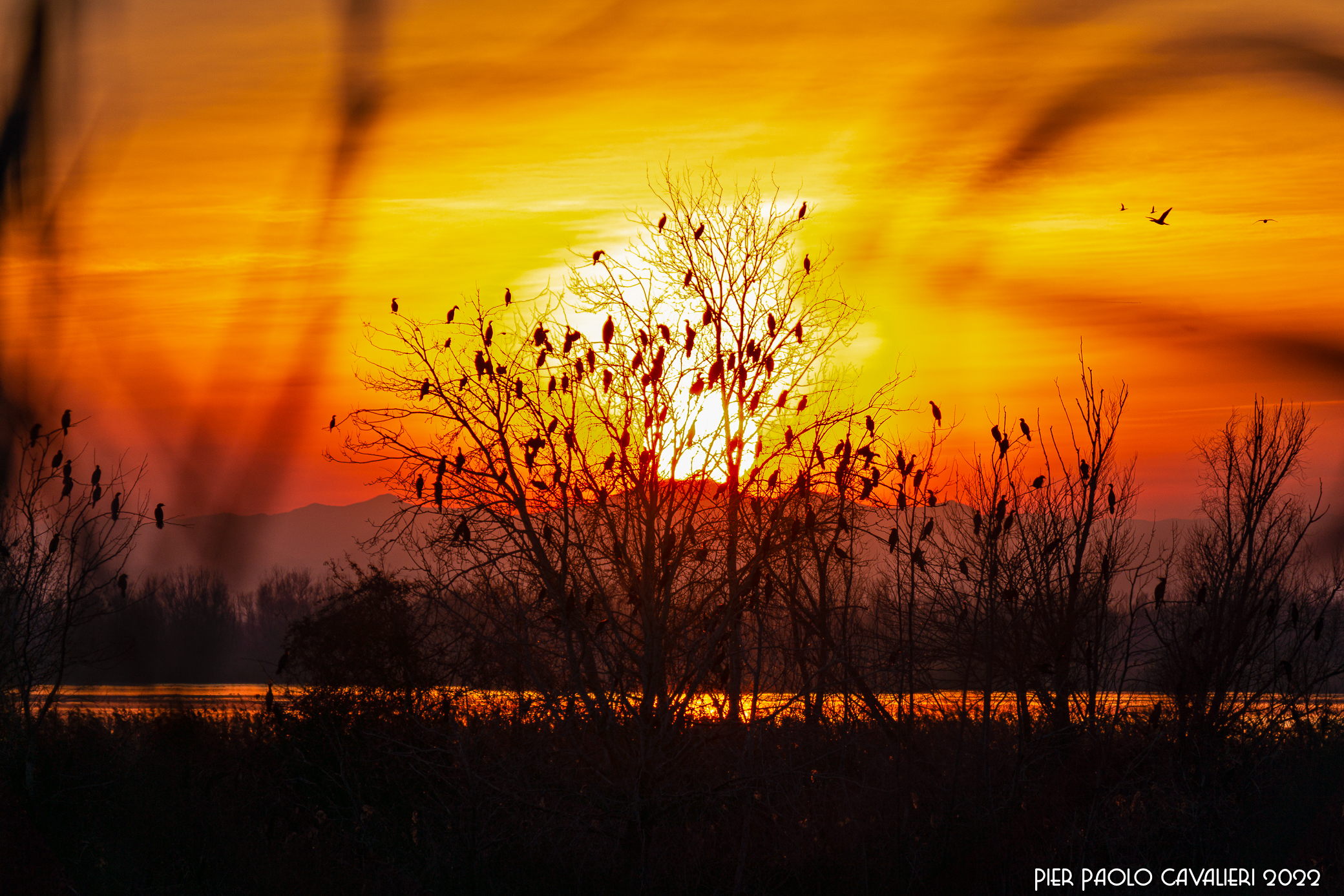 Cormorani al tramonto