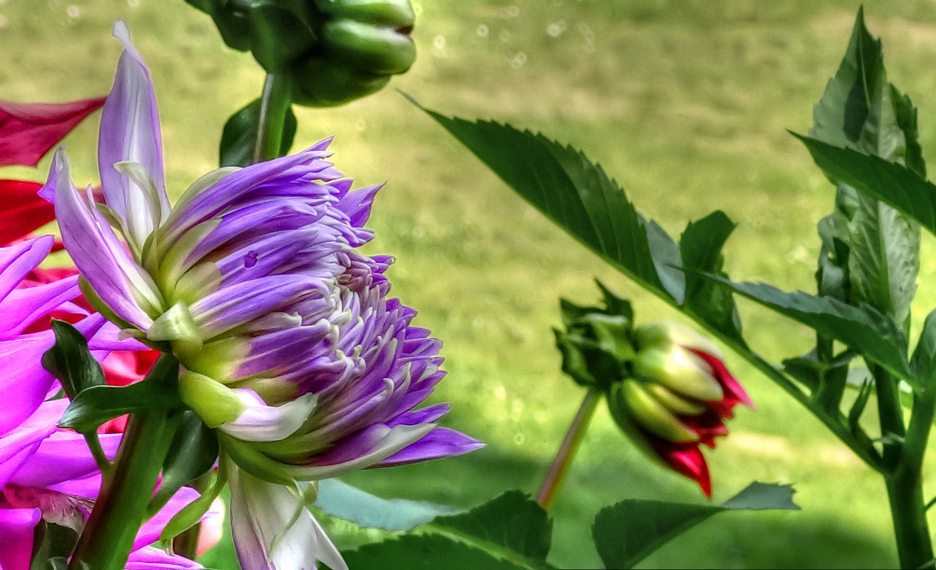 Dalia Giardini Sigurtà Valeggio sul Mincio.jpg