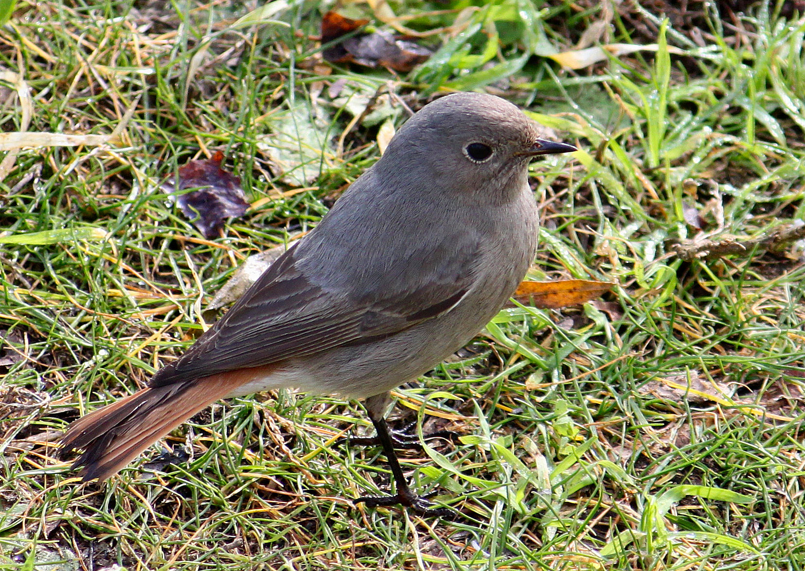 Codirosso  Phoenicurus phoenicurus (Redstart)