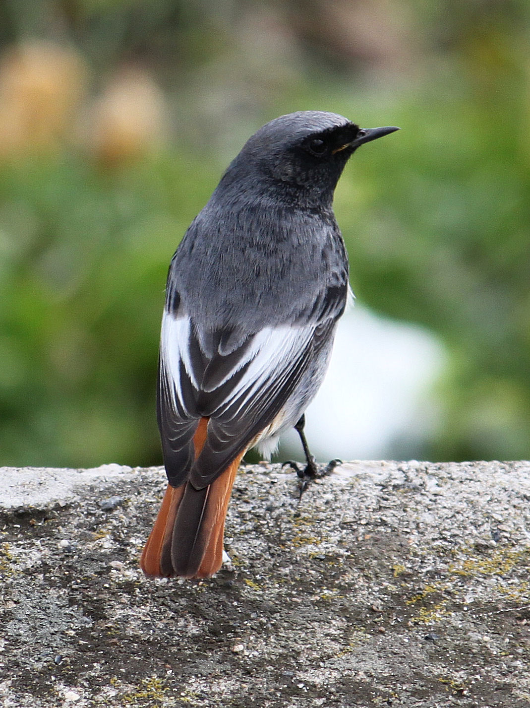 Codirosso Spazzacamino