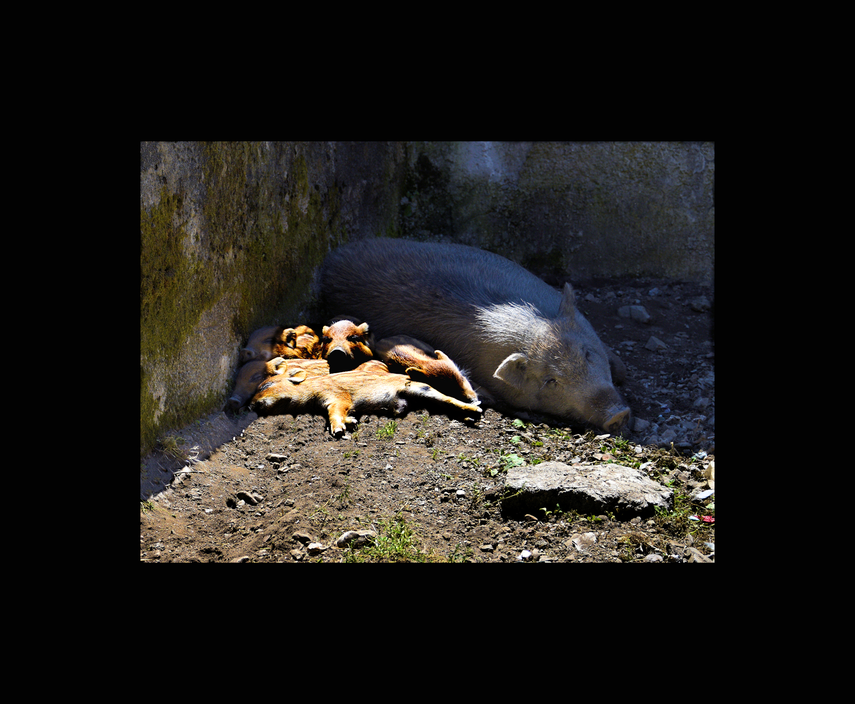 Maremma Cinghiala...