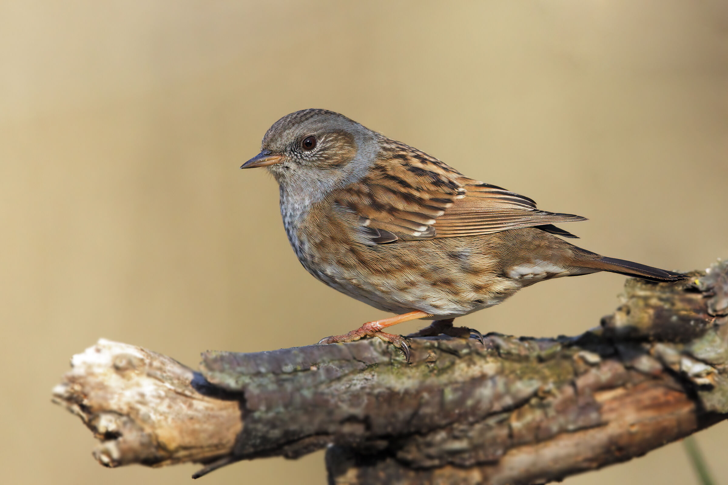 Dunnock