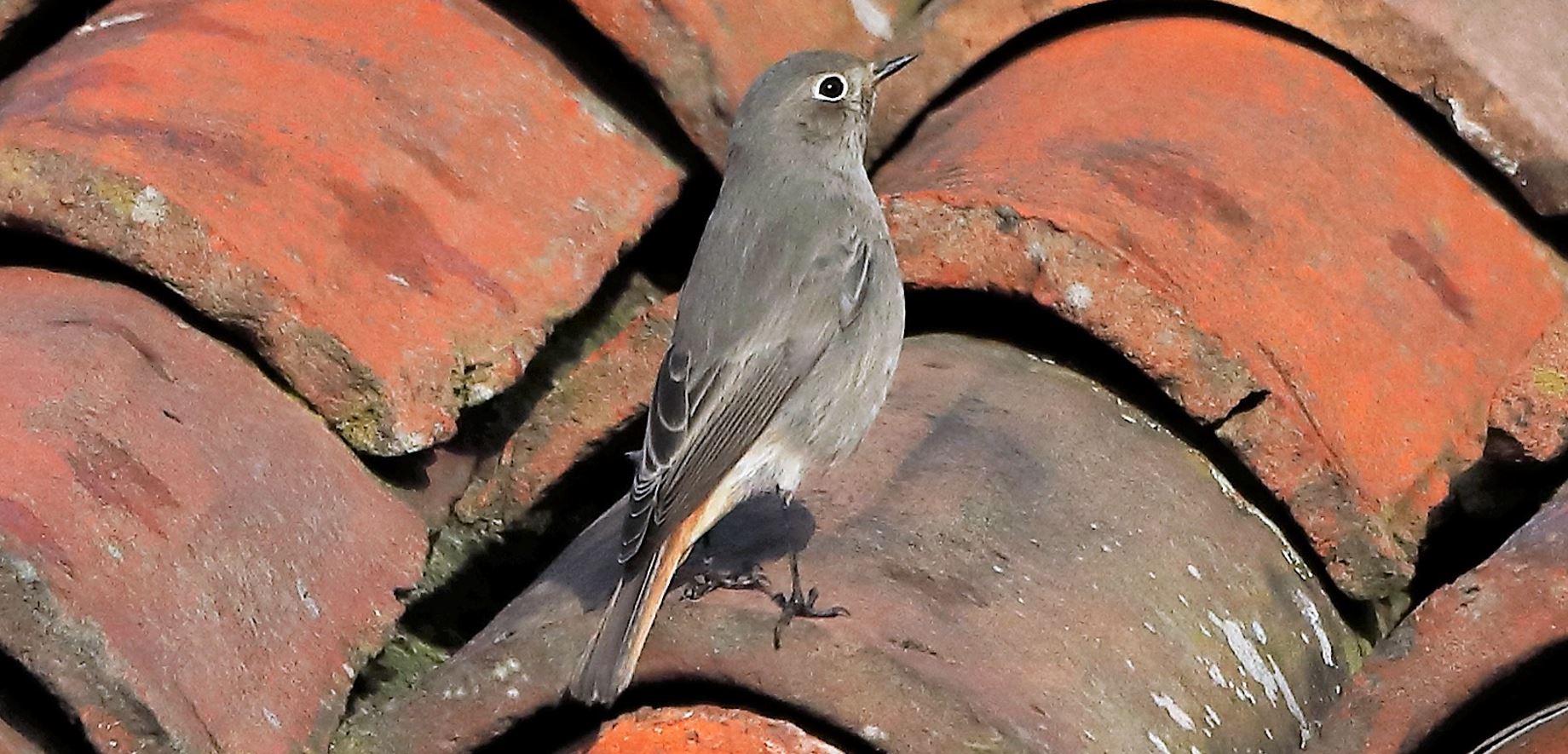 black redstart