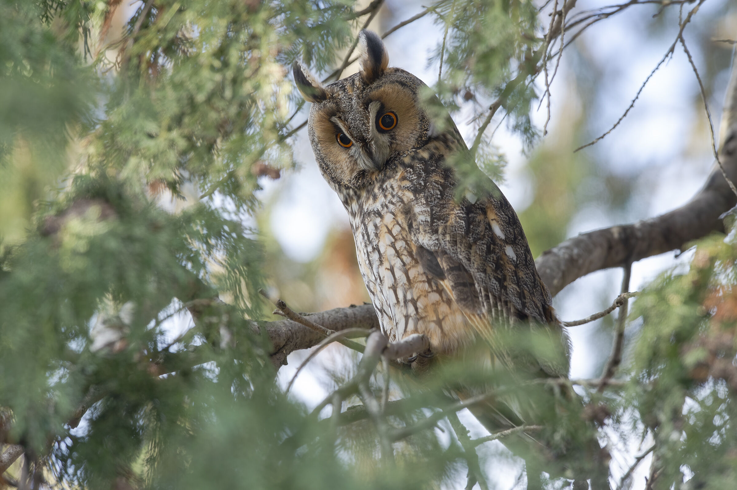 Common owl (Asio otus)