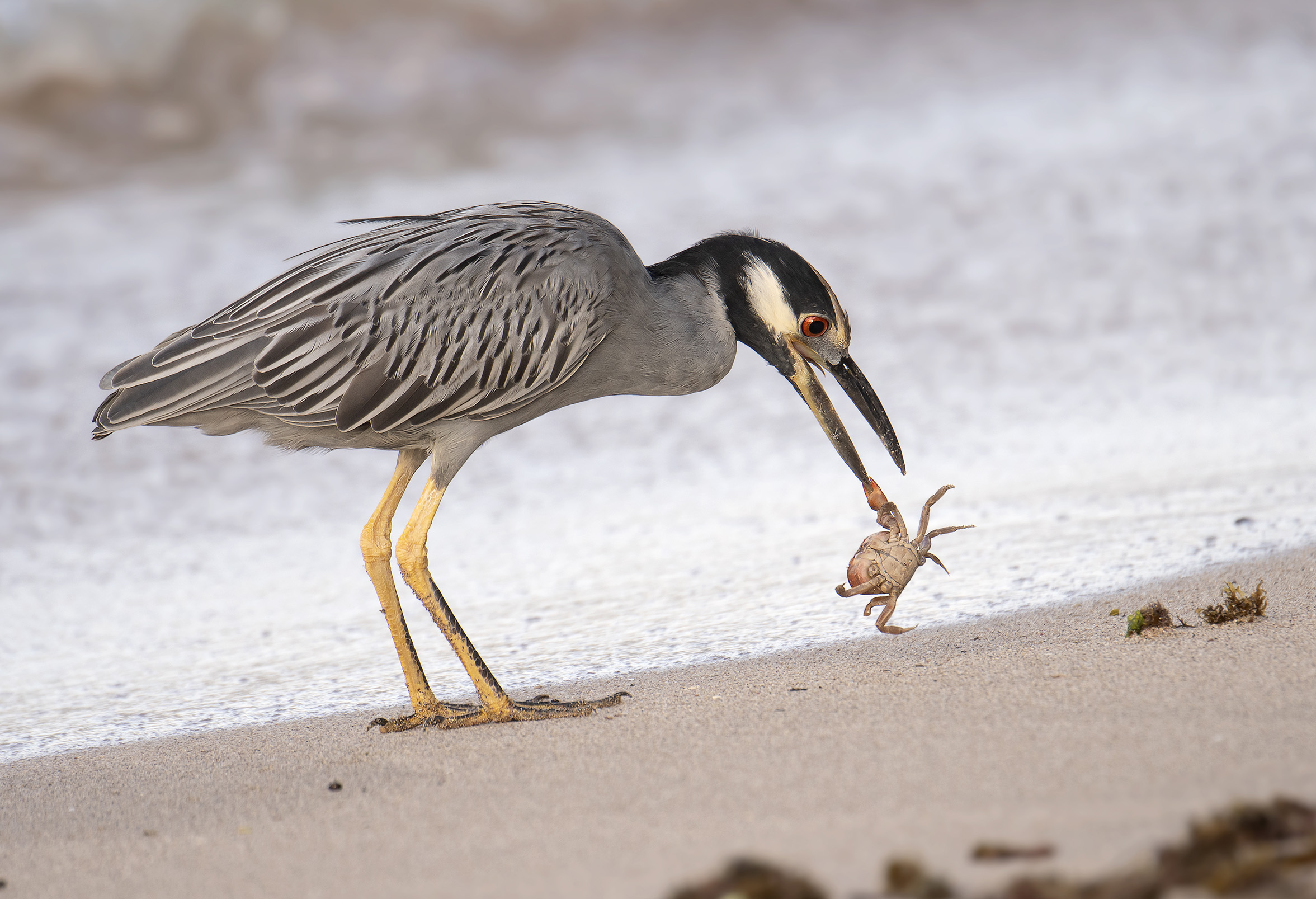 Nitticora capogiallo