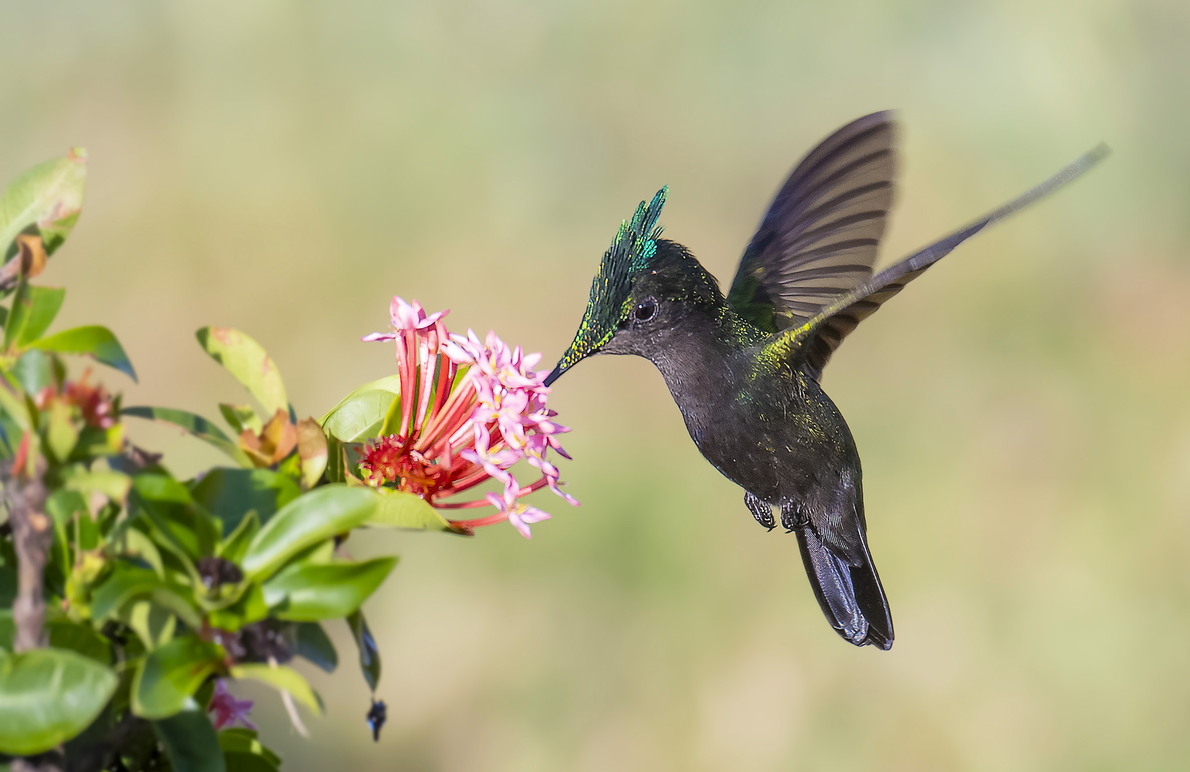 Colibrì crestato