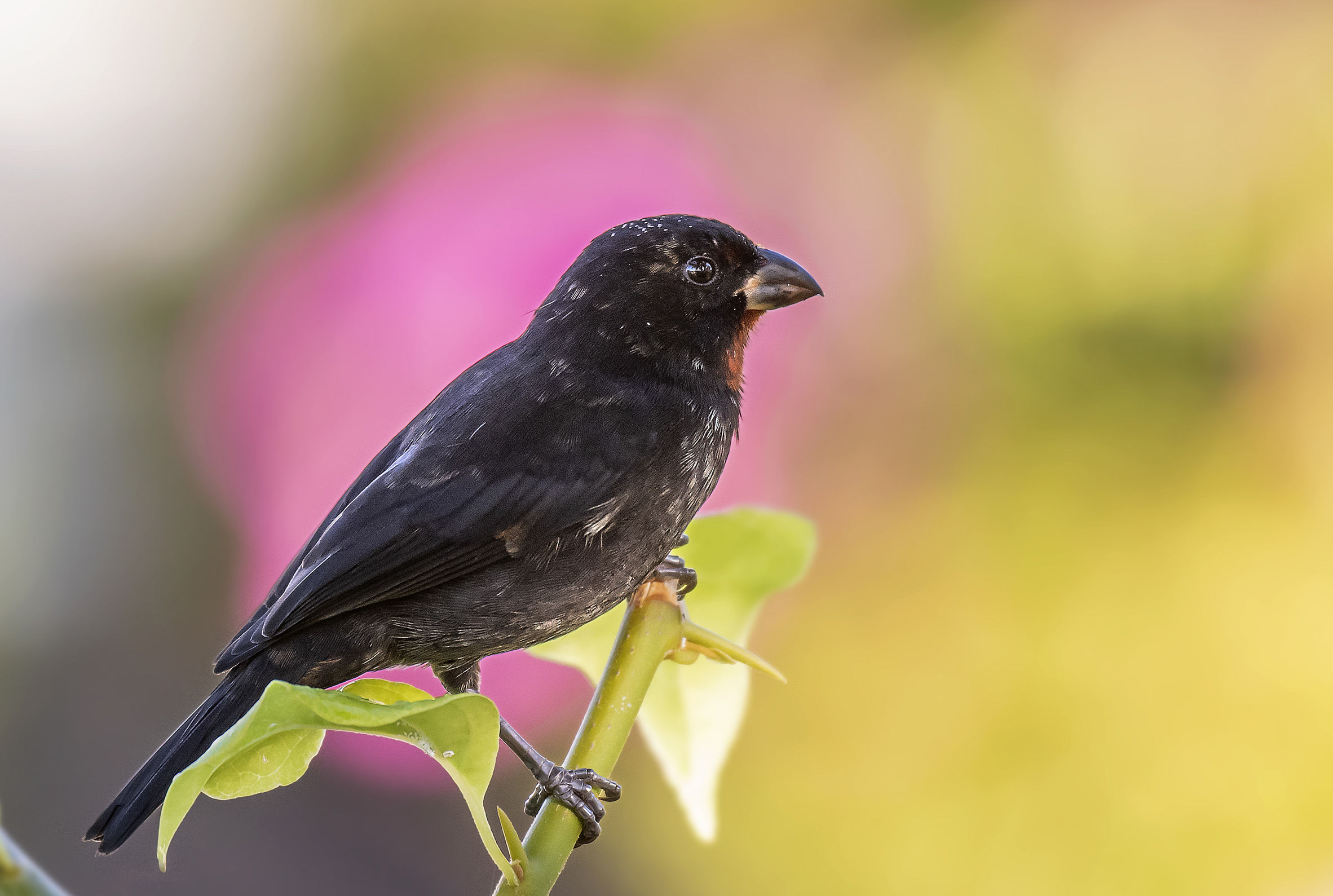 Ciuffolotto delle piccole Antille