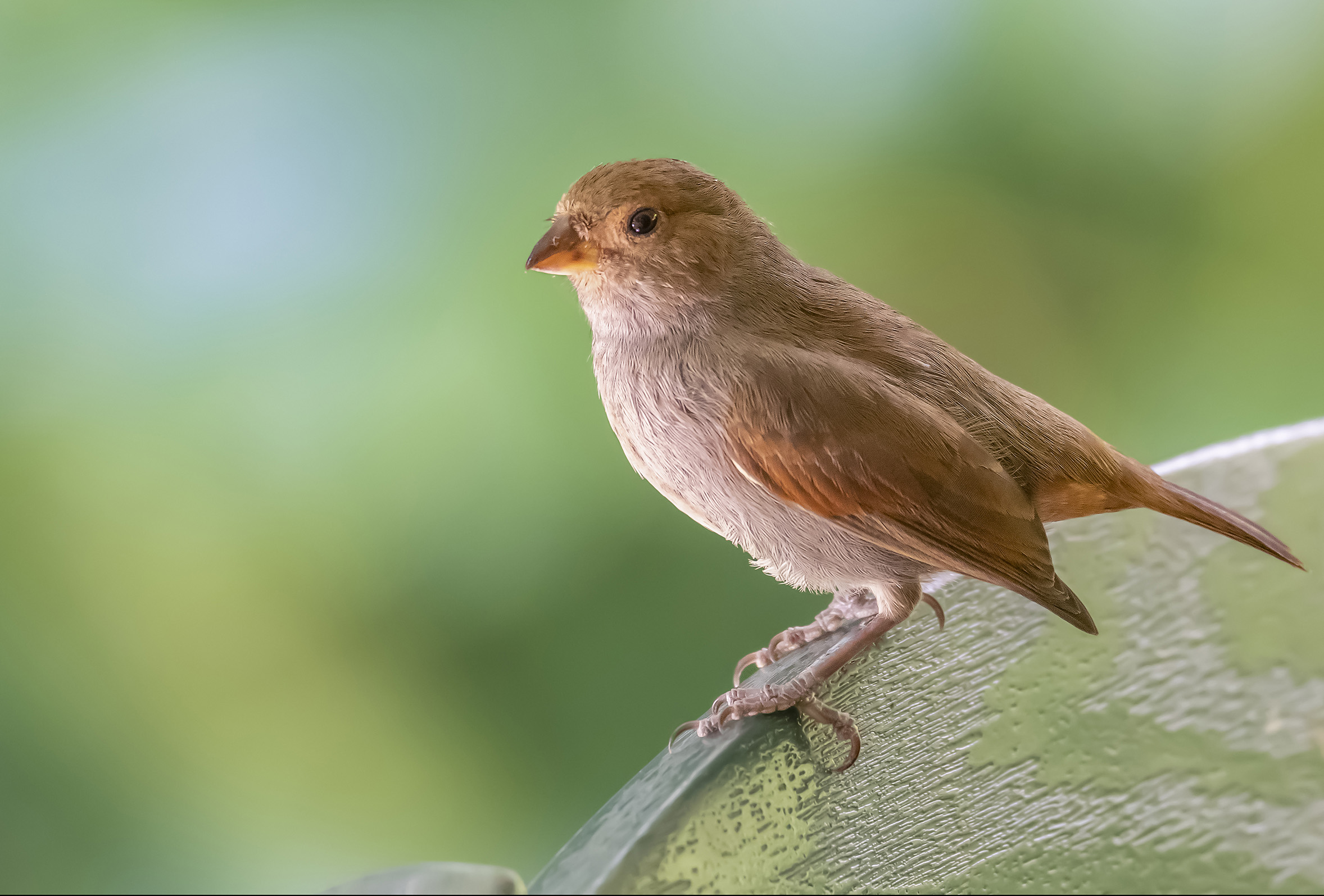 Ciuffolotto delle piccole Antille
