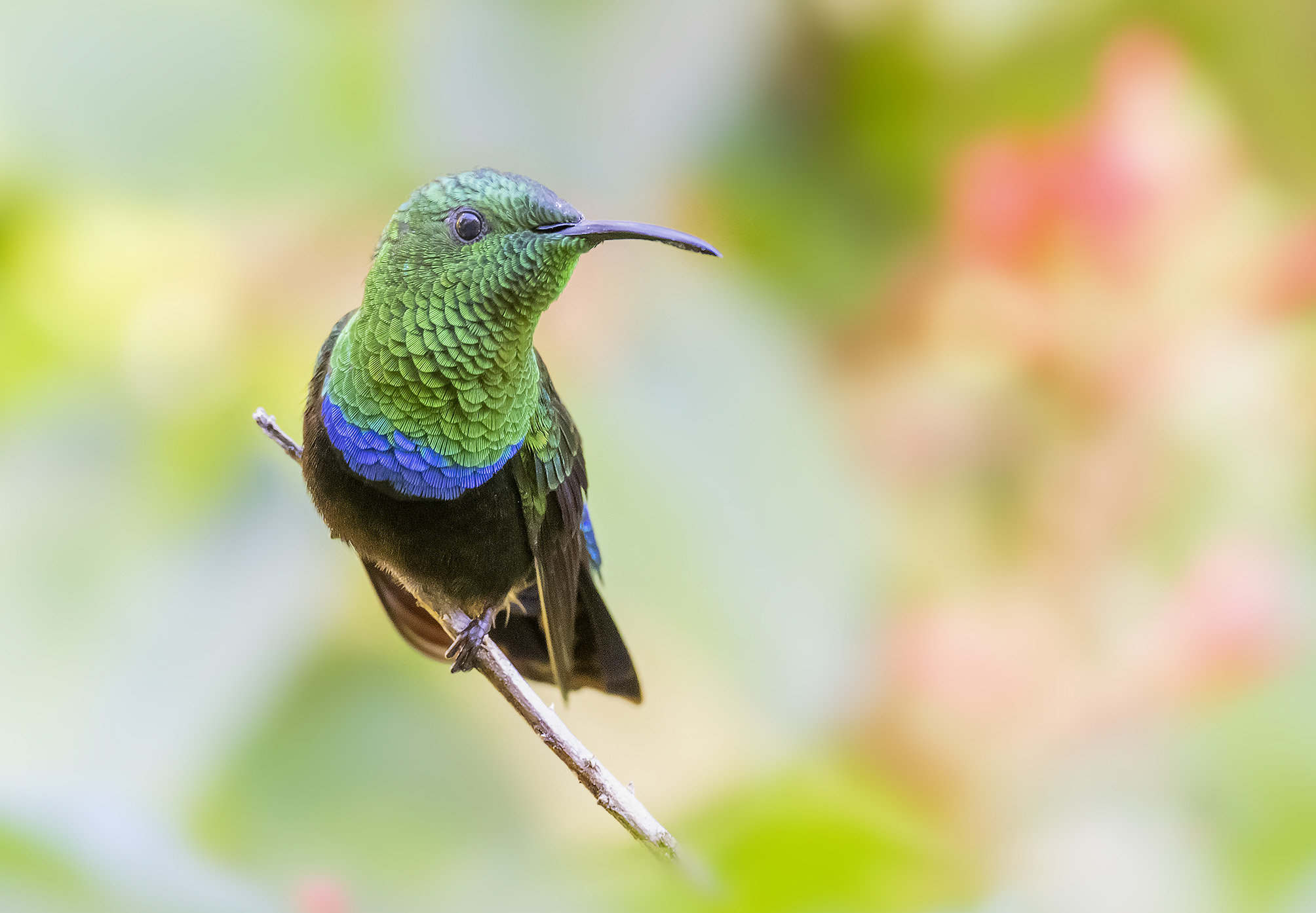 Colibrì golaverde