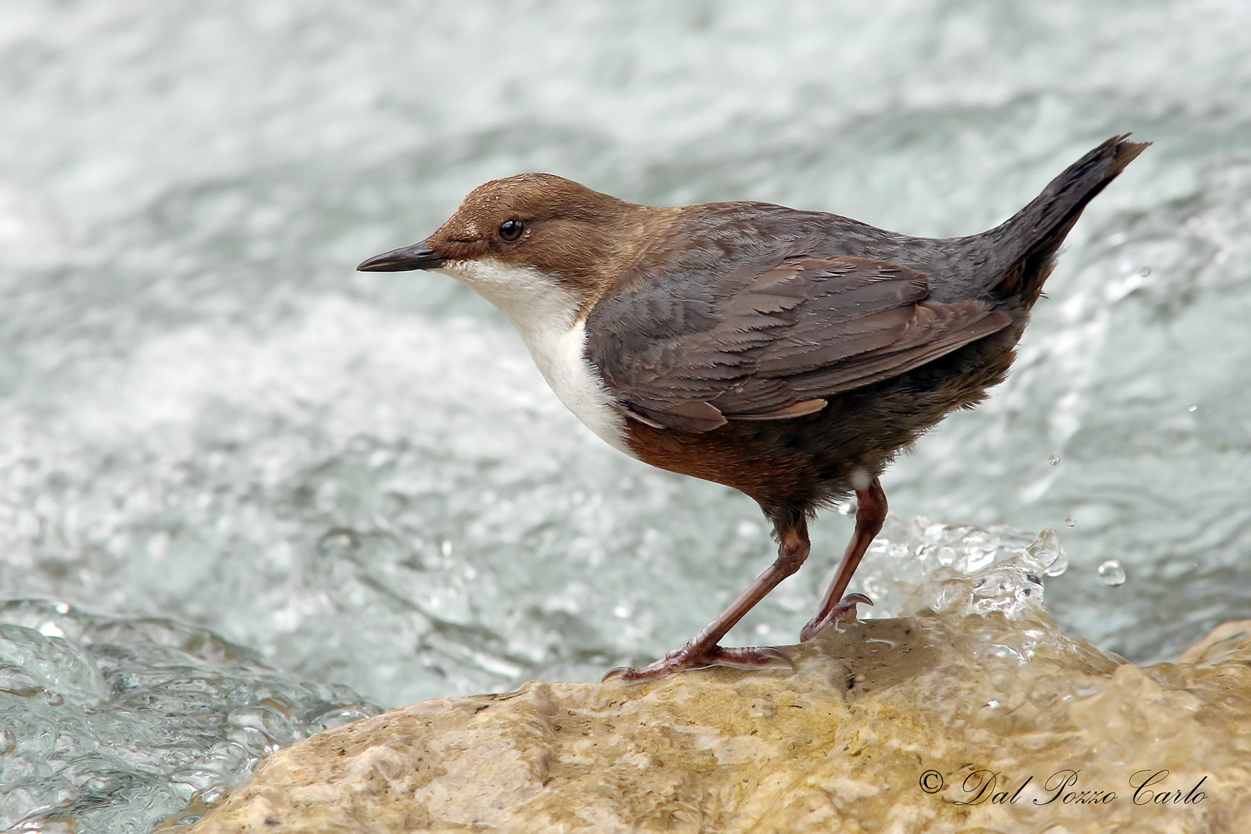 White-throated dipper