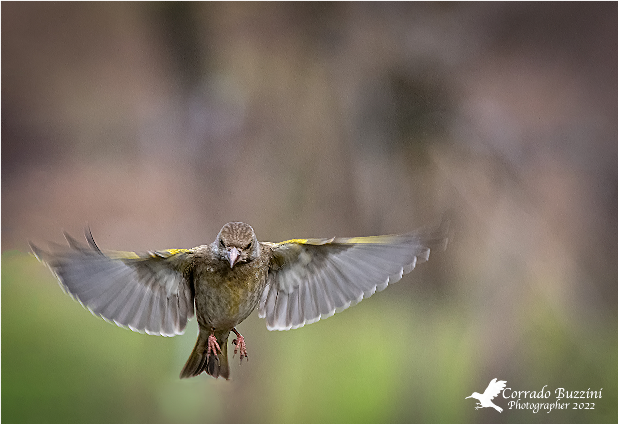 Young Goldfinch