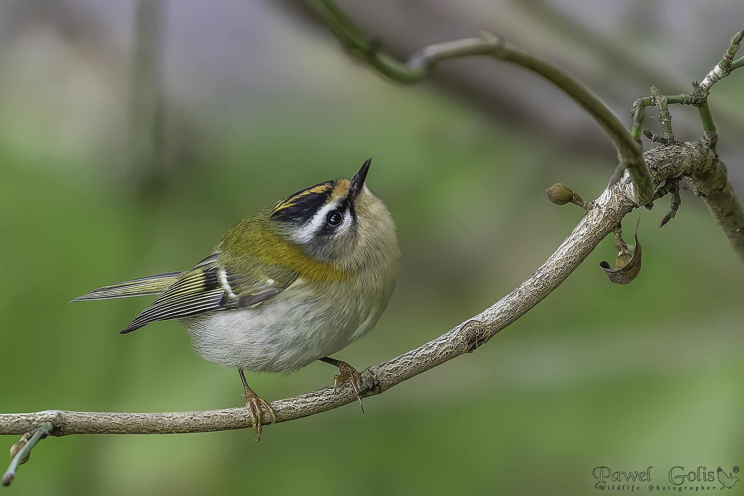 Cresta di fuoco comune (Regulus ignicapillus)
