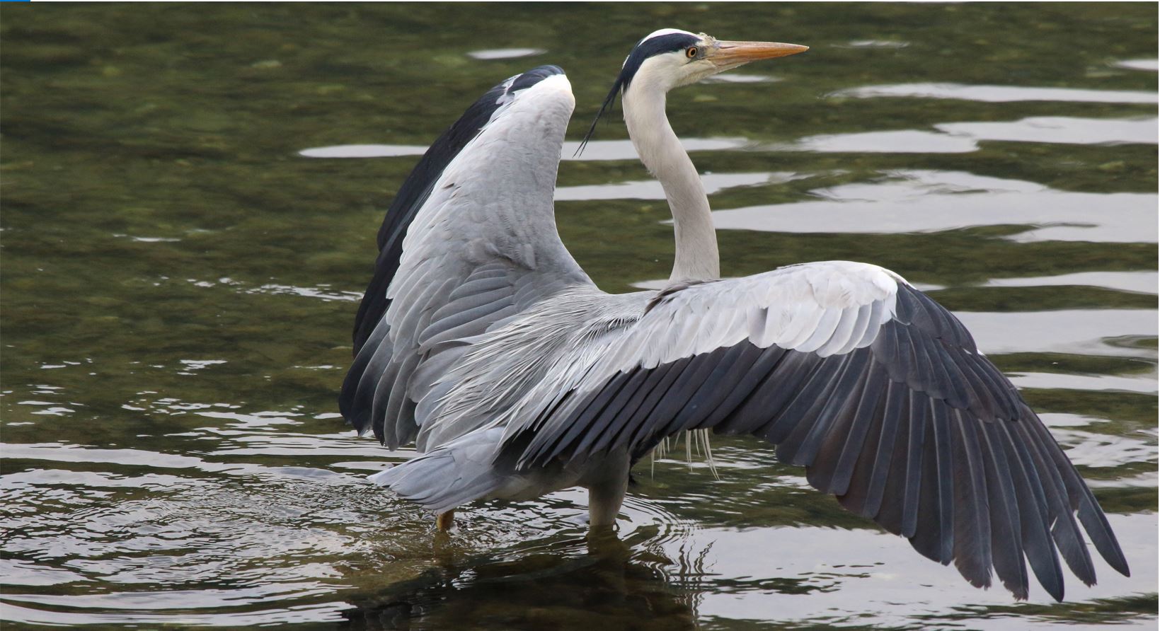 grey heron
