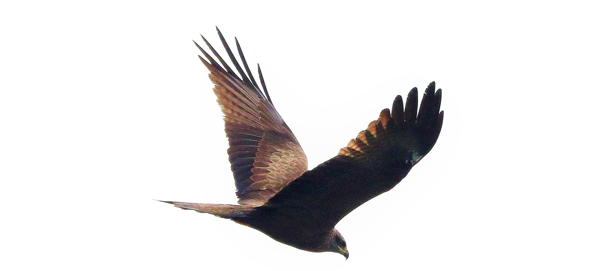 Black kite
