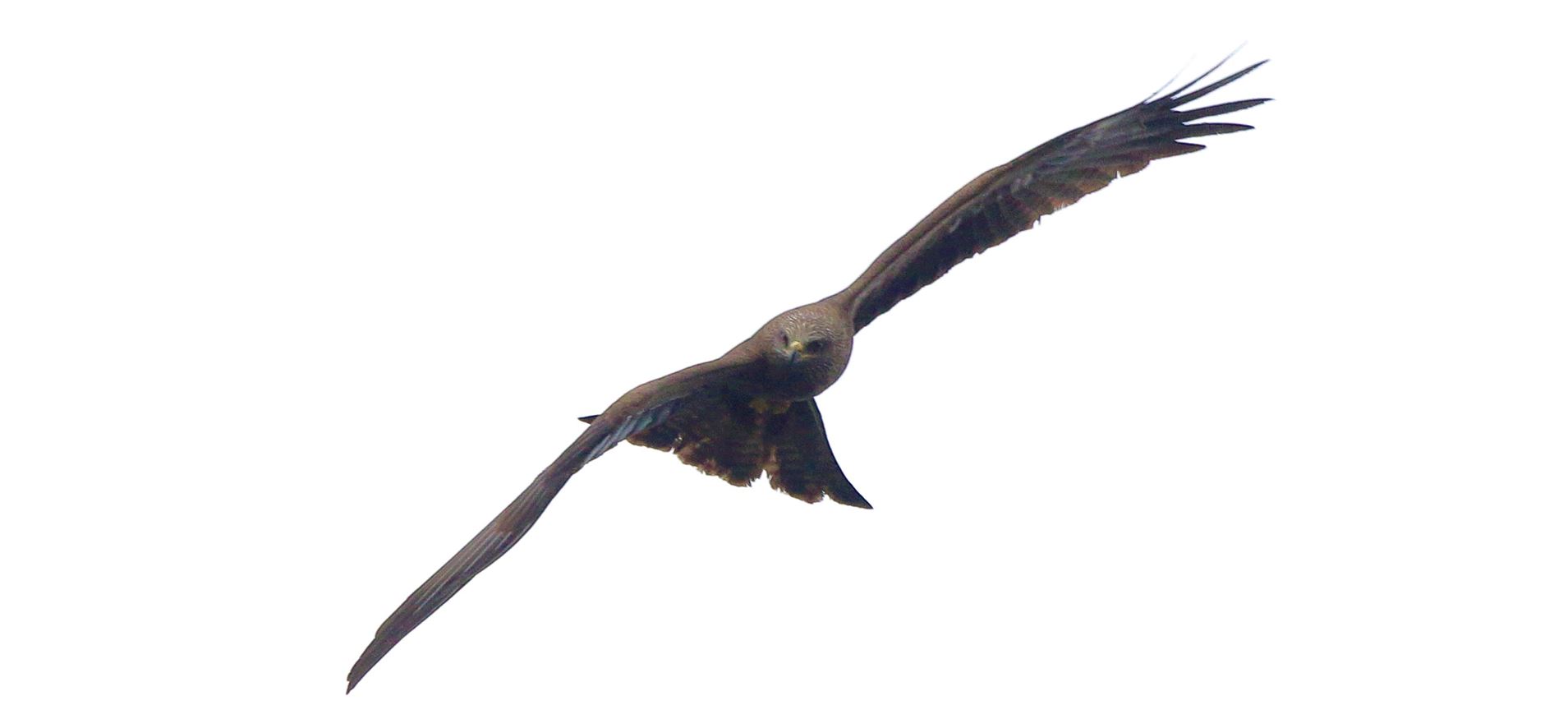 Black kite