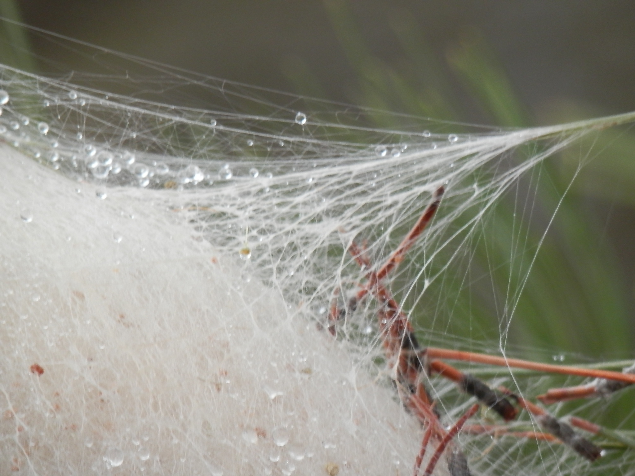Nest