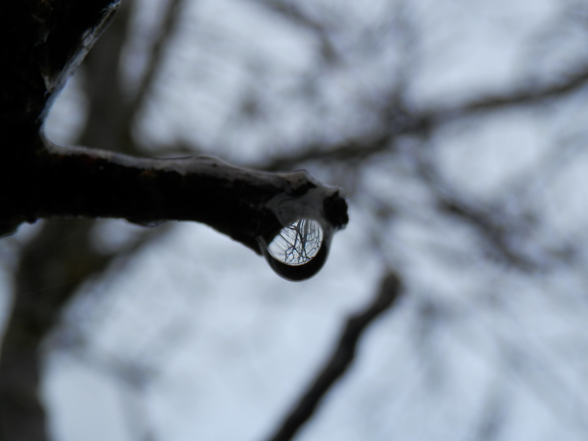 tree drop