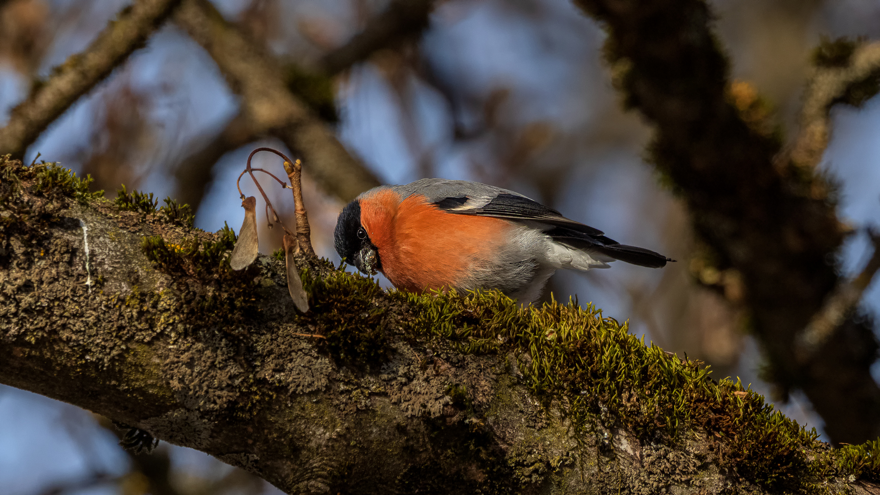 Eurasian bullfinch
