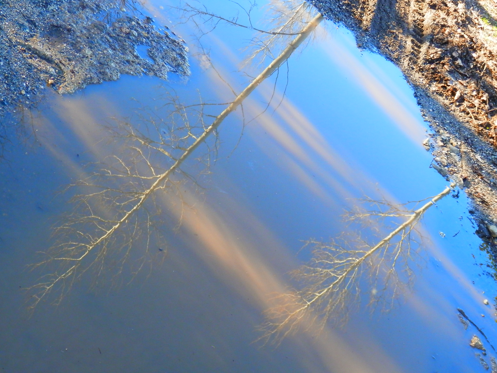 tree puddle
