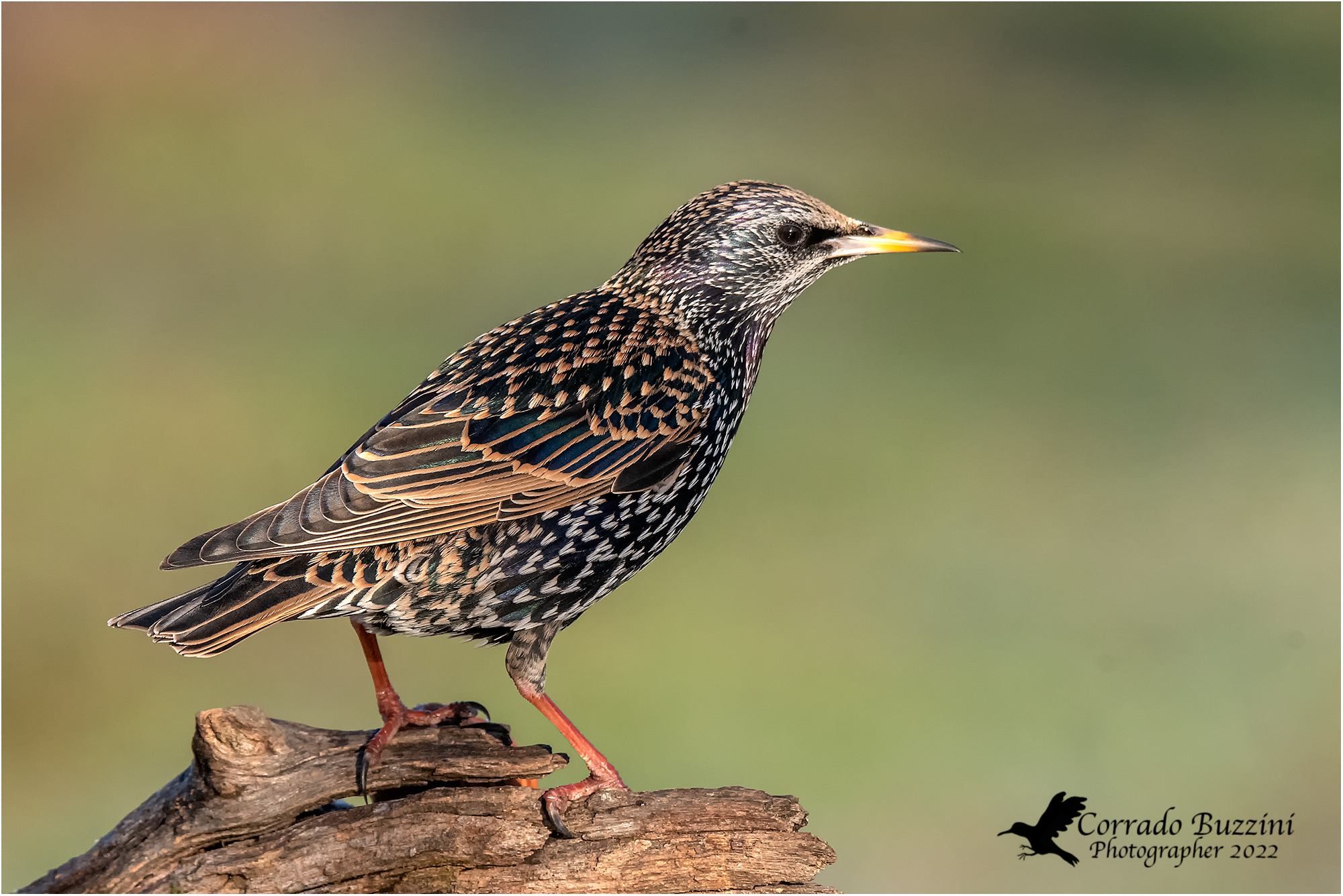 Starling