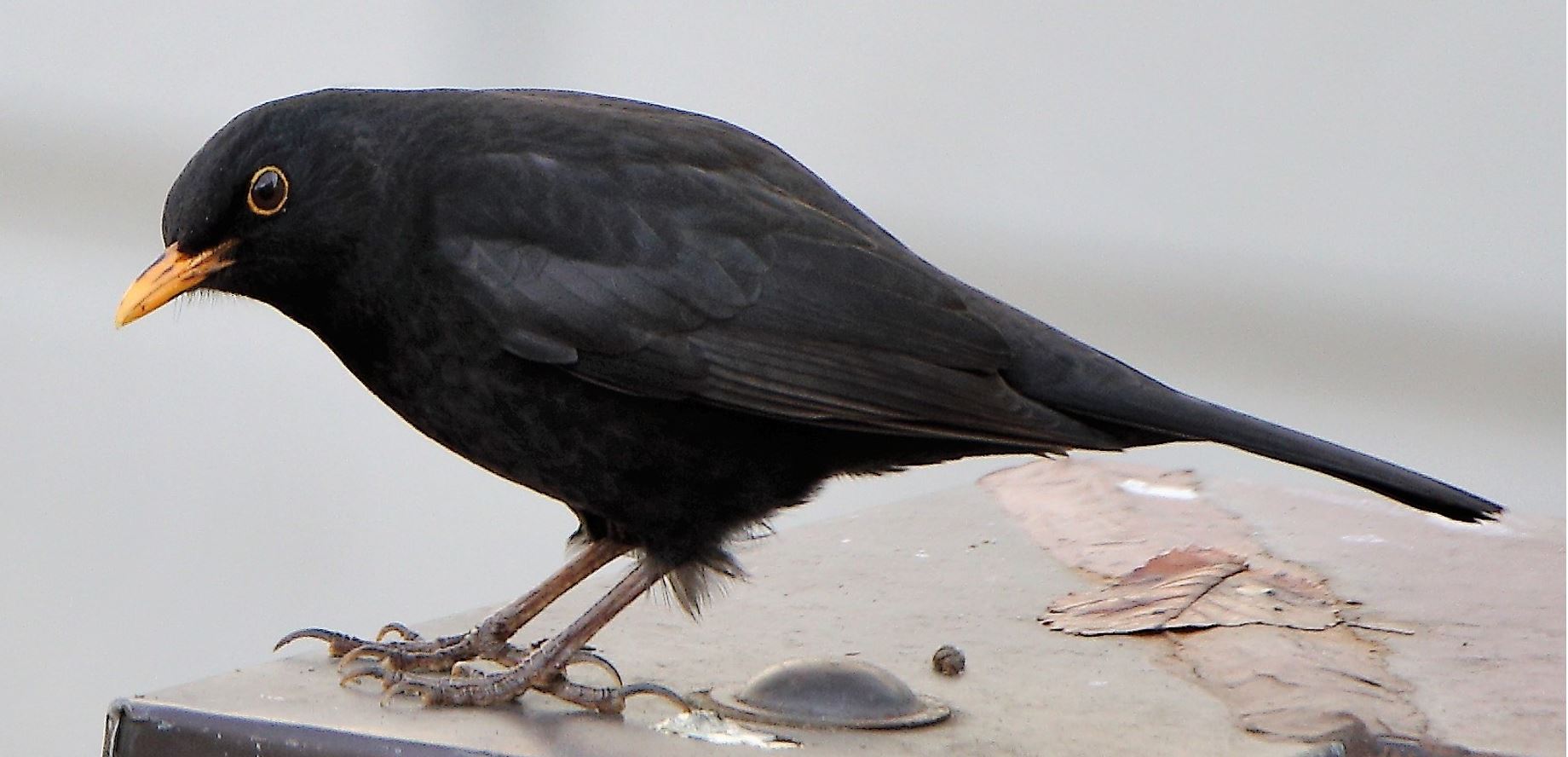 Blackbird