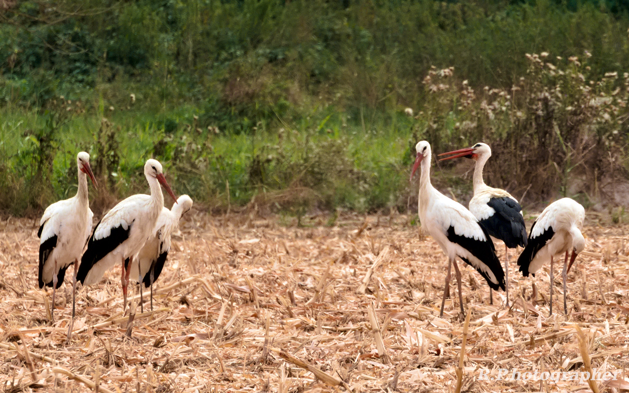 Cicogne fra le stoppie