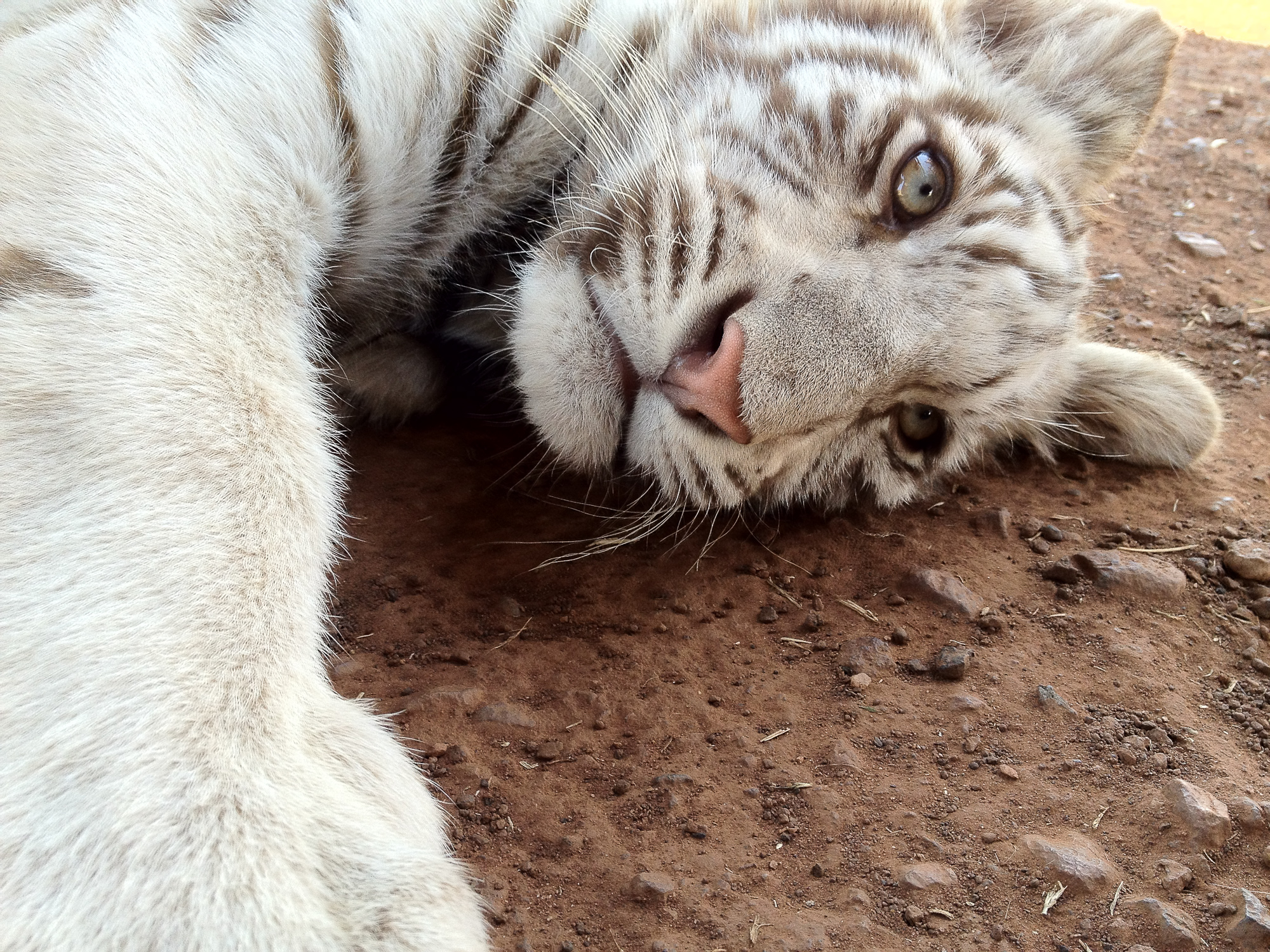 SudAfrica - Basta giocare... sonno!!!