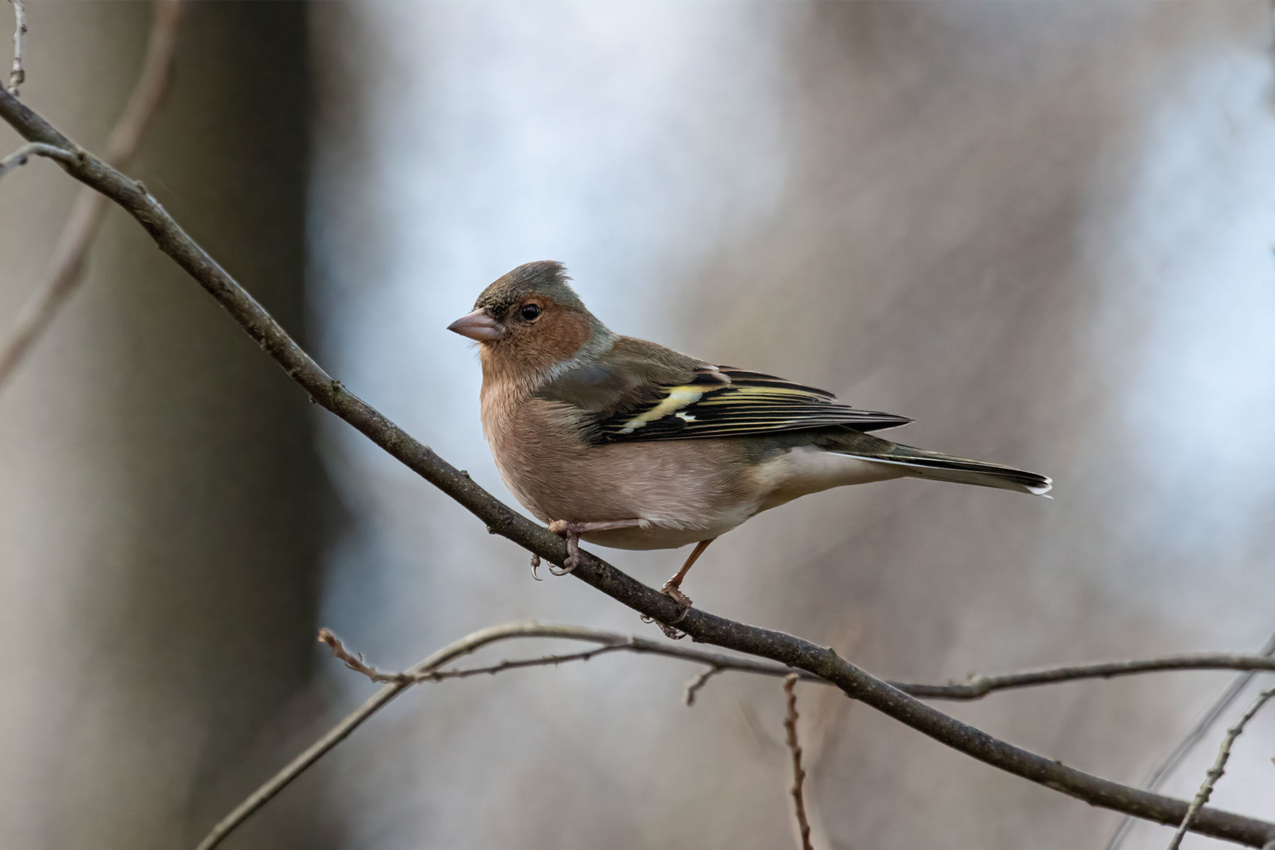 chaffinch