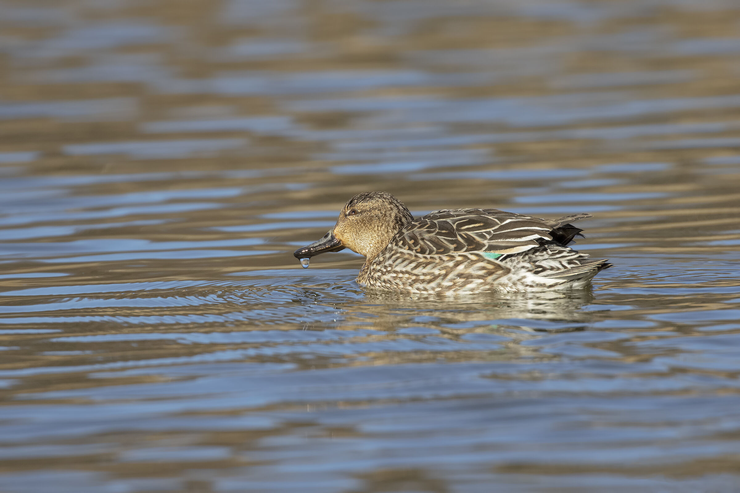 Che Pazienza che cè vo' co Stì Maschi !!!!