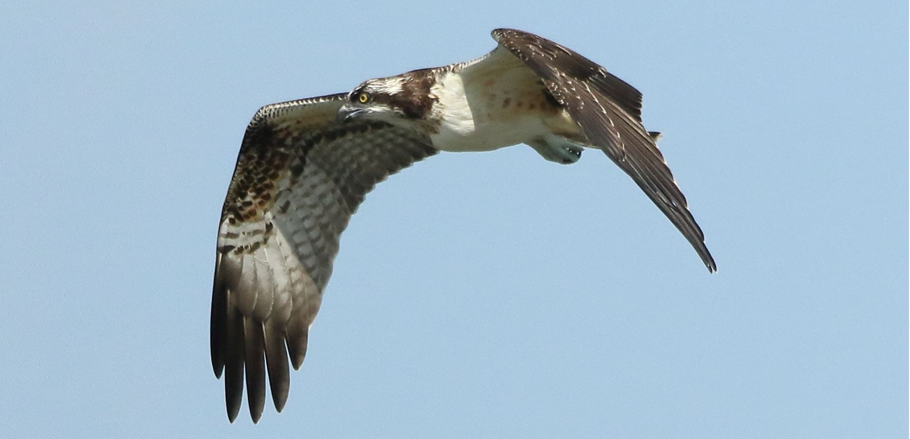 Osprey