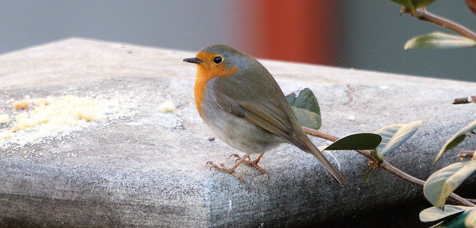 Robin