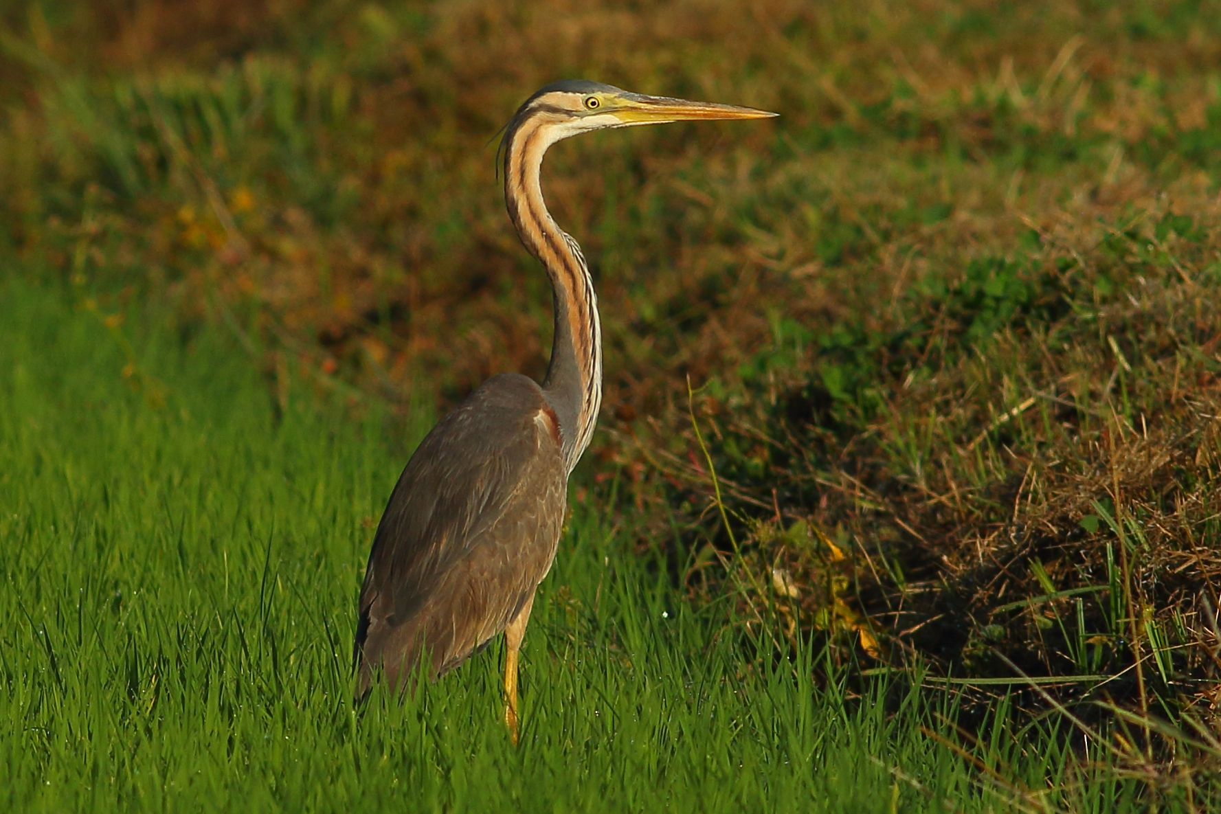 purple heron