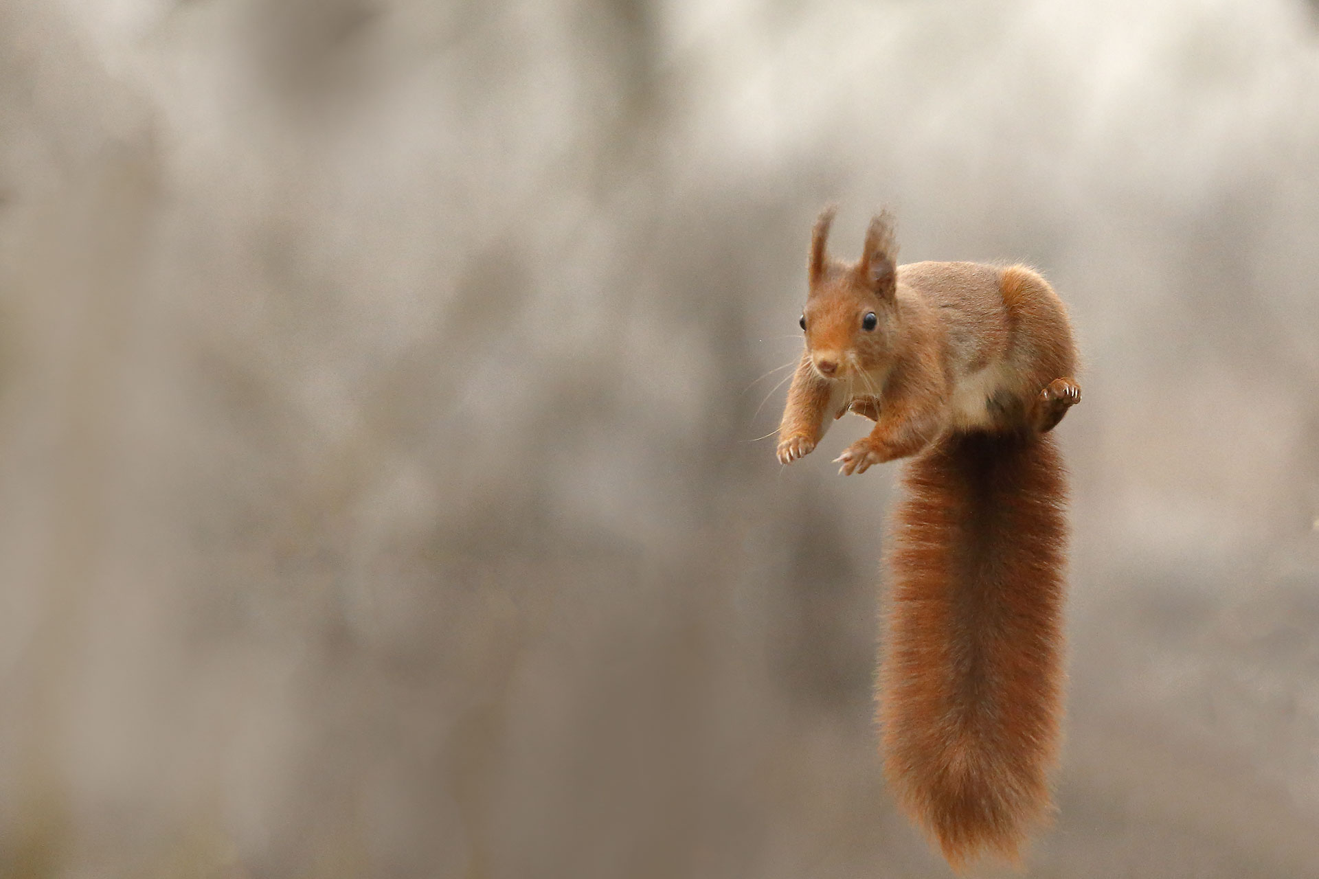 Red Squirrel