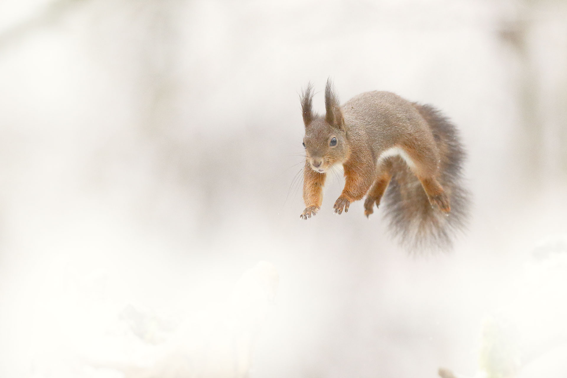 Red Squirrel
